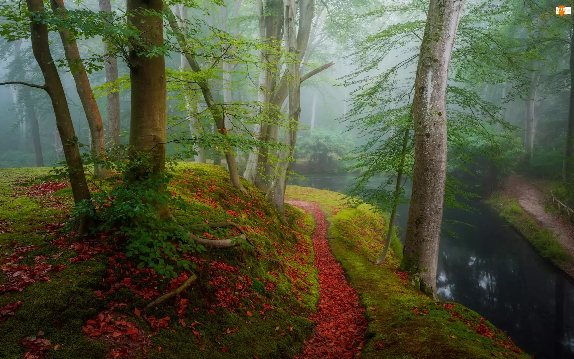 Rzeka, Las, Drzewa, Ścieżka, Jesień, Mgła
