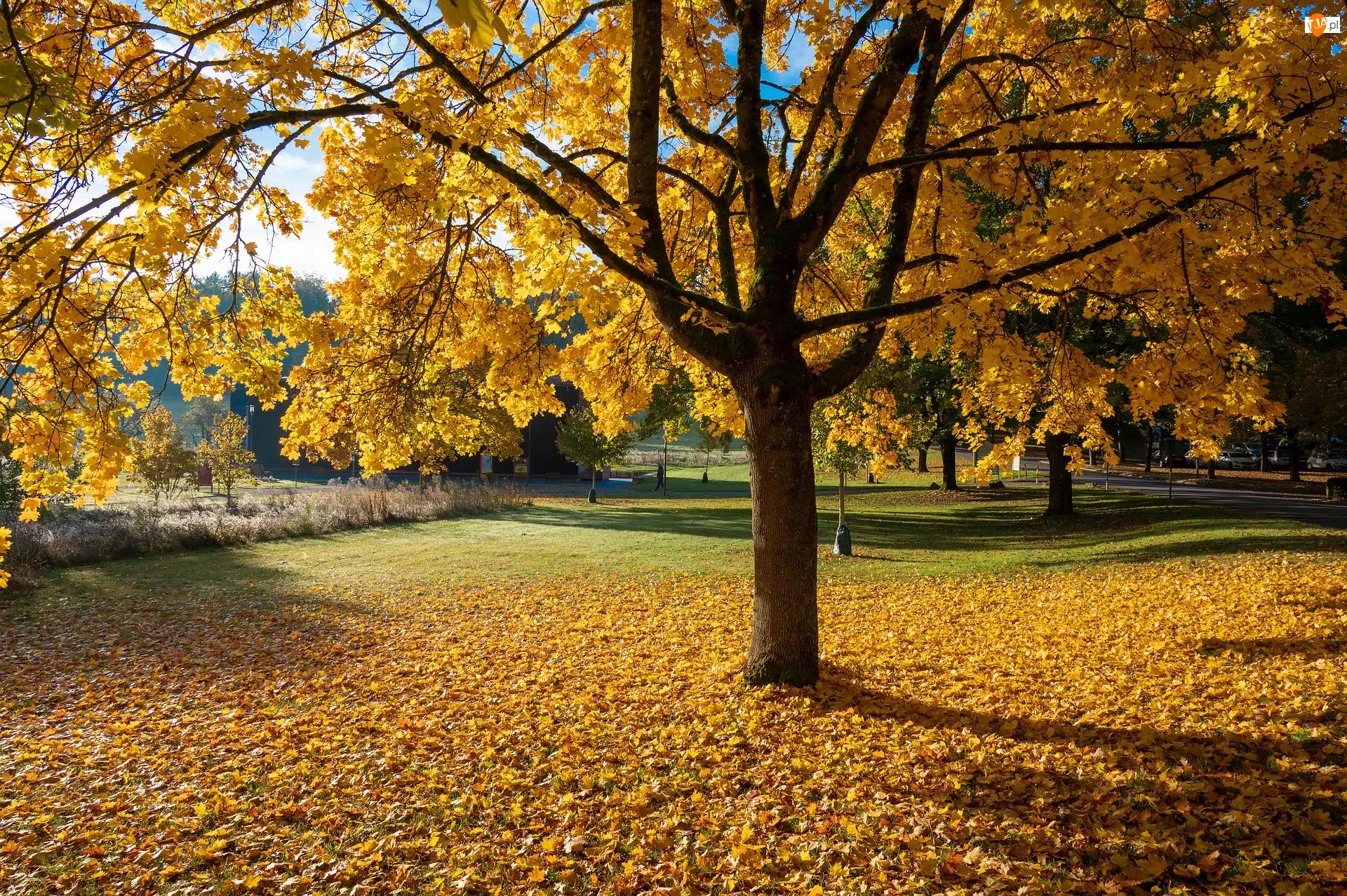 Park, Jesień, Żółte, Liście, Drzewa, Opadłe