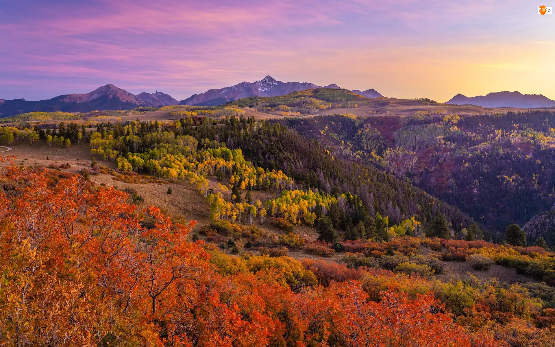 Las, Góry, Kolorowe, San Juan Mountains, Stan Kolorado, Drzewa, Jesień, Stany Zjednoczone, Roślinność, Telluride, Krzewy