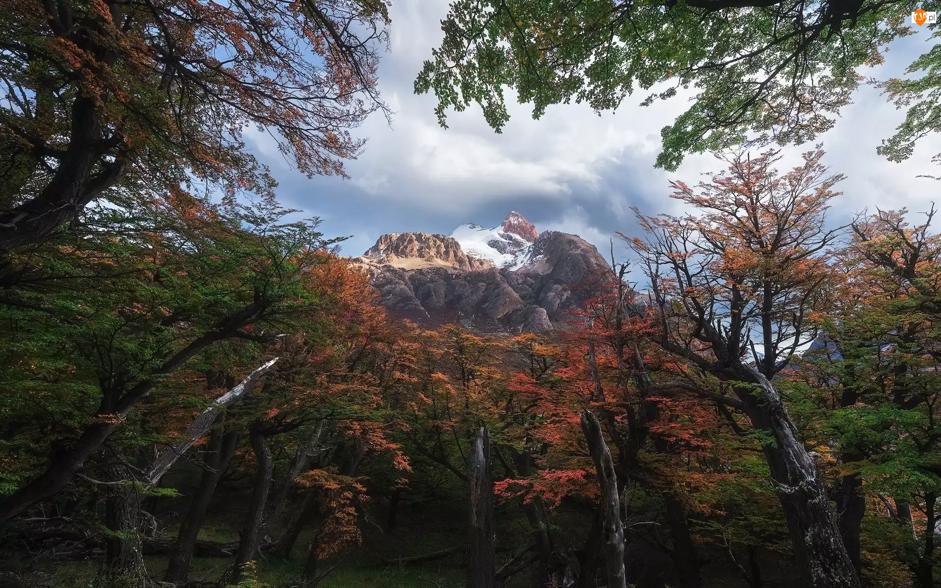 Patagonia, Góra, Chmury, Argentyna, Drzewa, Jesień, Fitz Roy