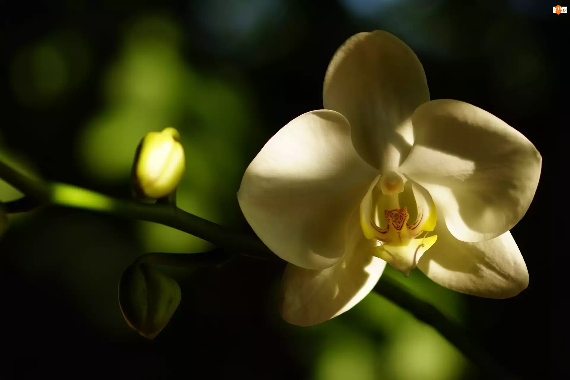 Storczyk, Pąk, Kwiat, Biały, Orchidea