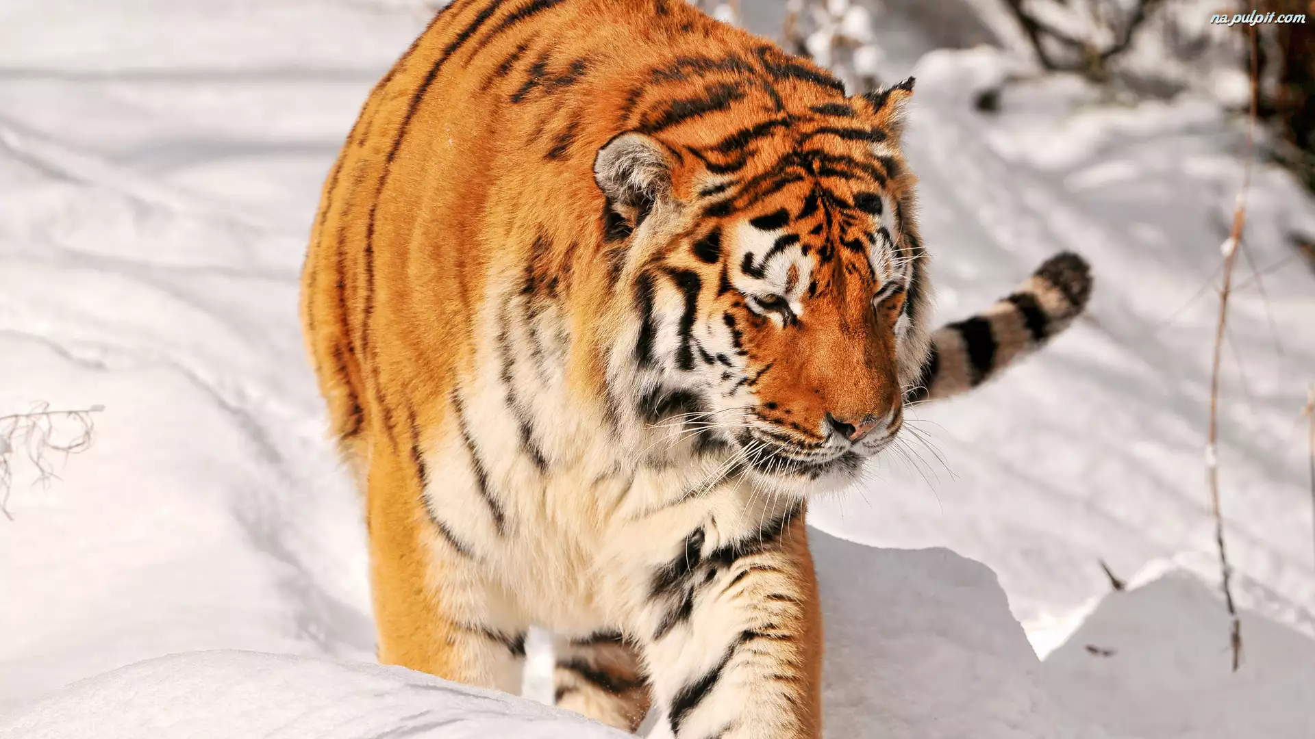 Śnieg, Tygrys, Głęboki