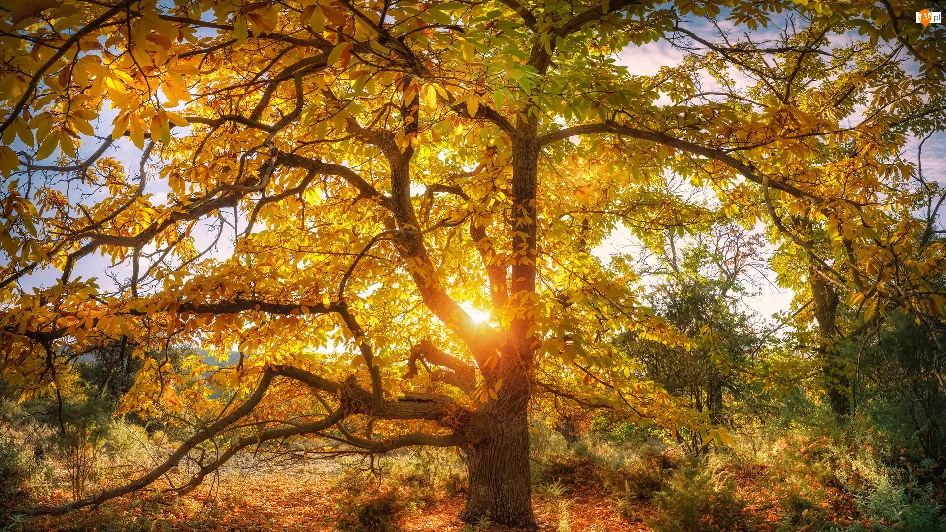 Jesień, Drzewo, Kasztanowiec, Promienie słońca