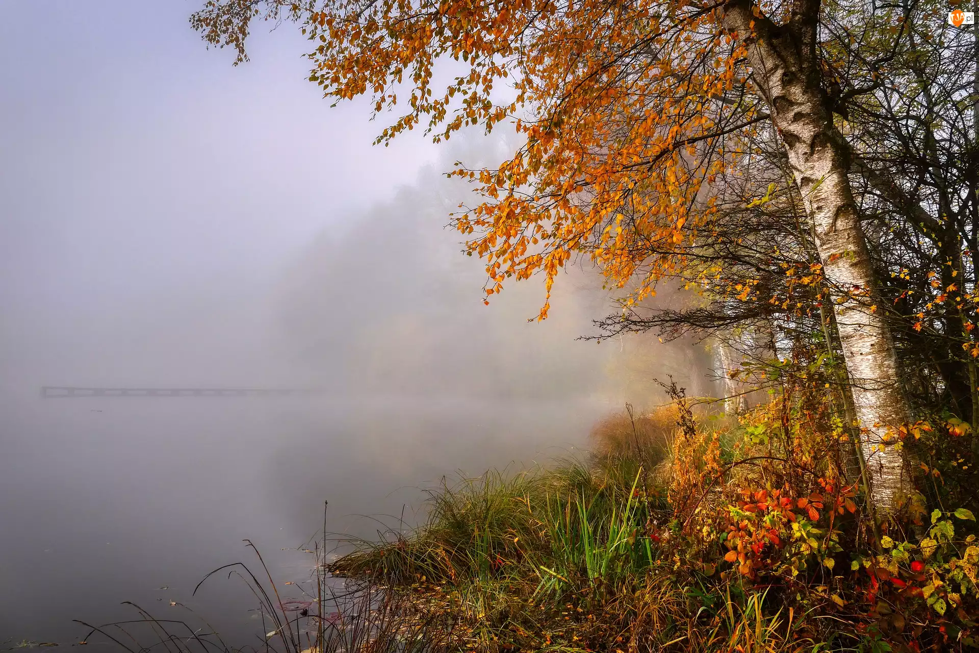 Jezioro, Jesień, Drzewa, Mgła, Brzoza, Rośliny