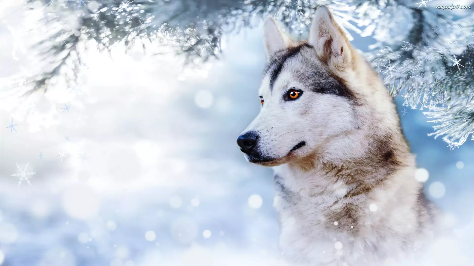 Siberian husky, Pies, Śnieg, Profil, Zima, Gałąź