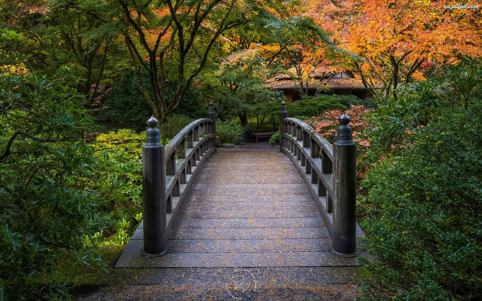 Mostek, Drzewa, Stany Zjednoczone, Portland, Oregon, Krzewy, Jesień, Ogród japoński, Portland Japanese Garden