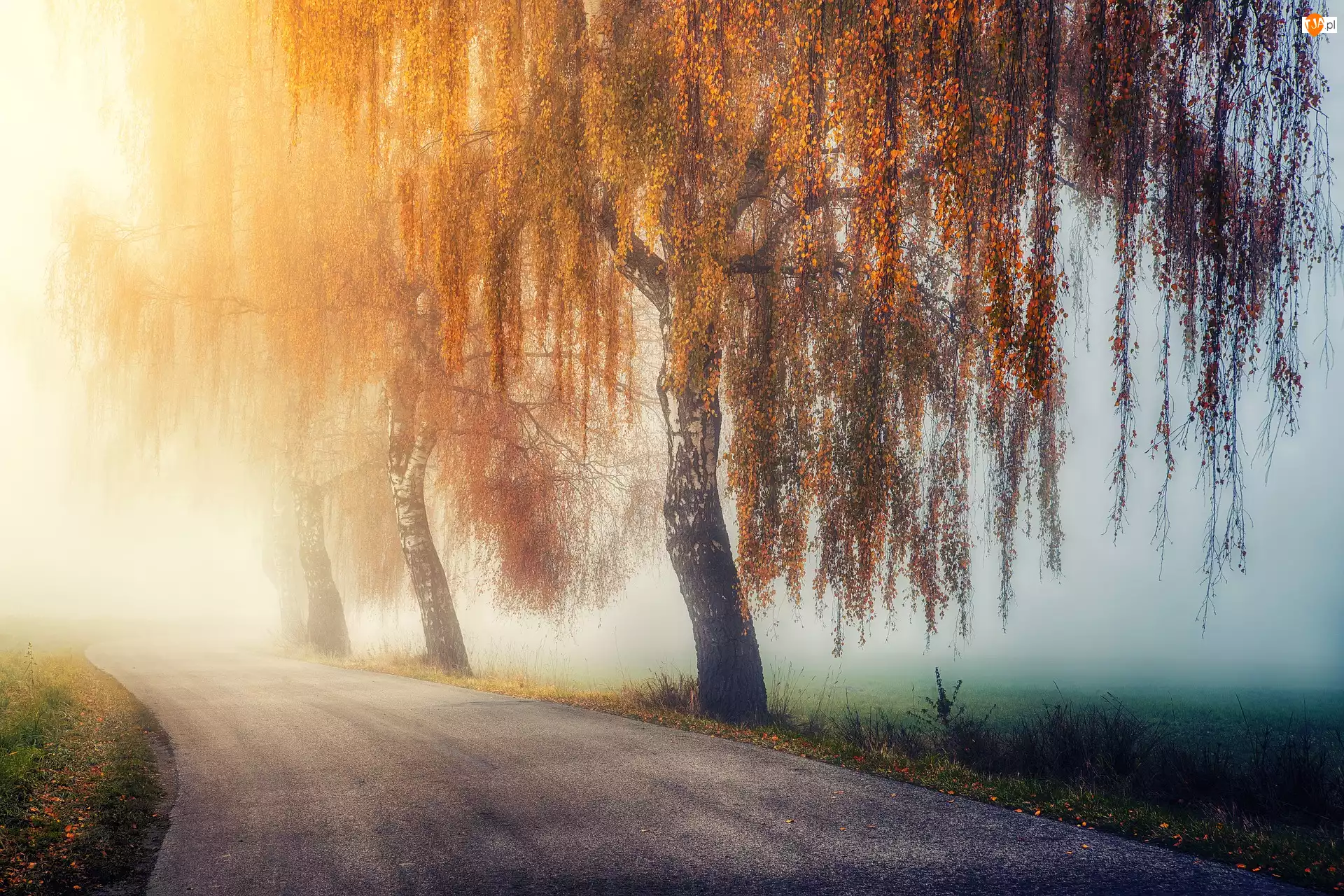 Drzewa, Jesień, Mgła, Pole, Brzozy, Droga
