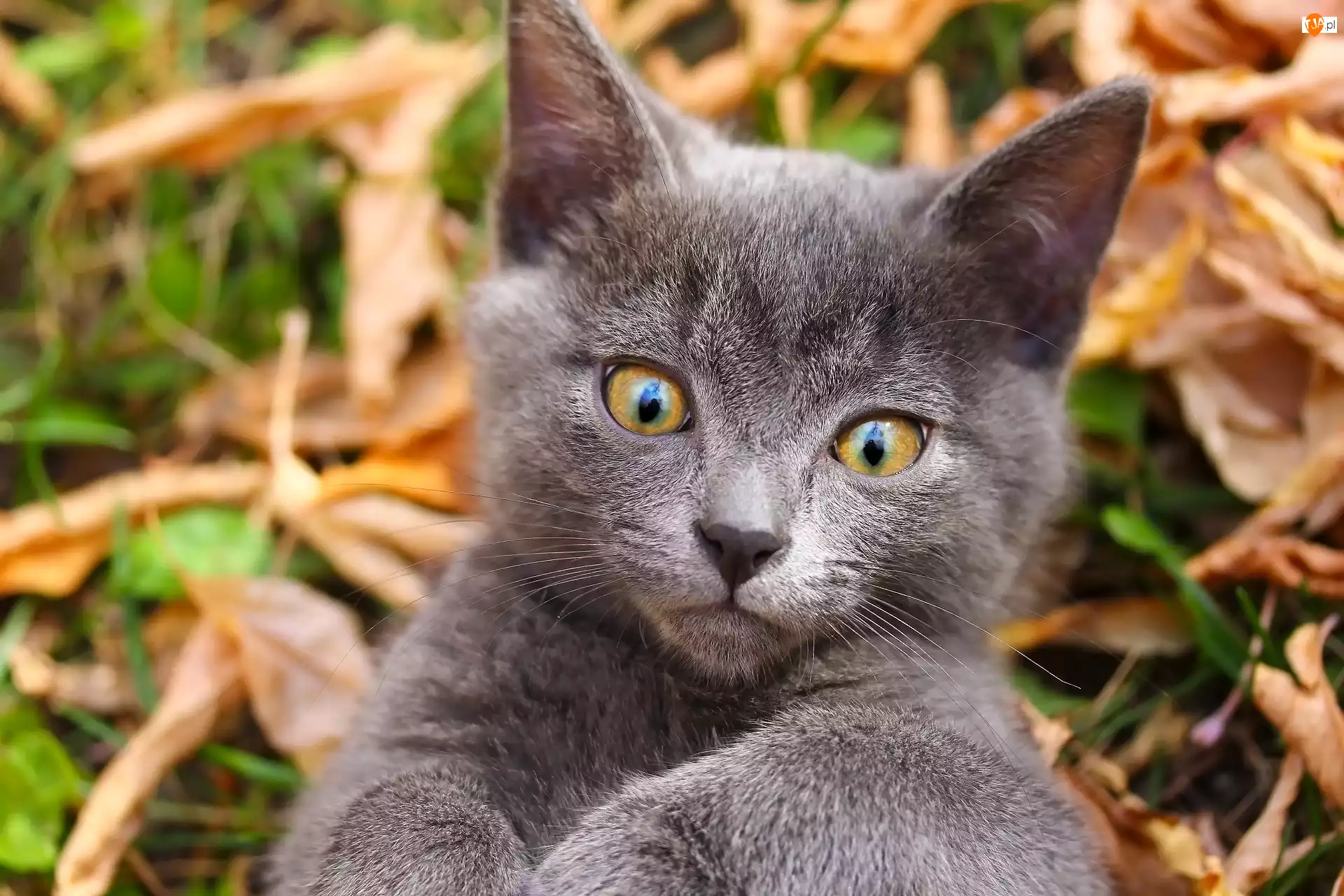 Liście, Kot brytyjski krótkowłosy, Zbliżenie, Spojrzenie