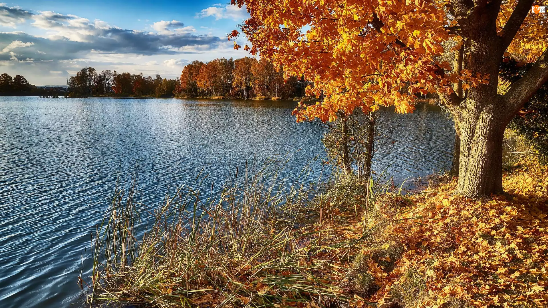 Jezioro, Jesień, Żółte, Trawa, Drzewa, Liście