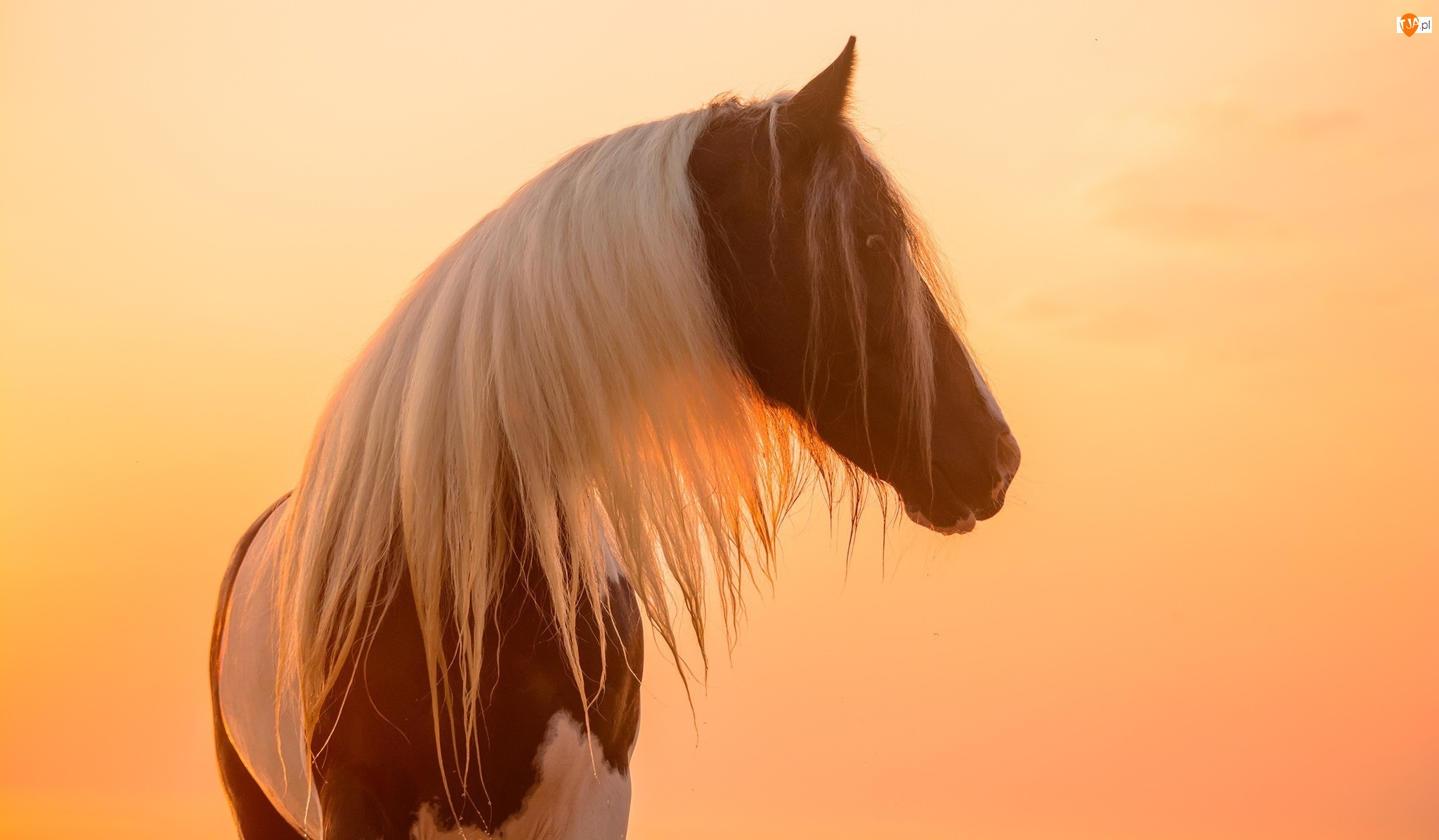 Koń, Łaciaty, Grzywa, Zachód słońca, Biała, Profil