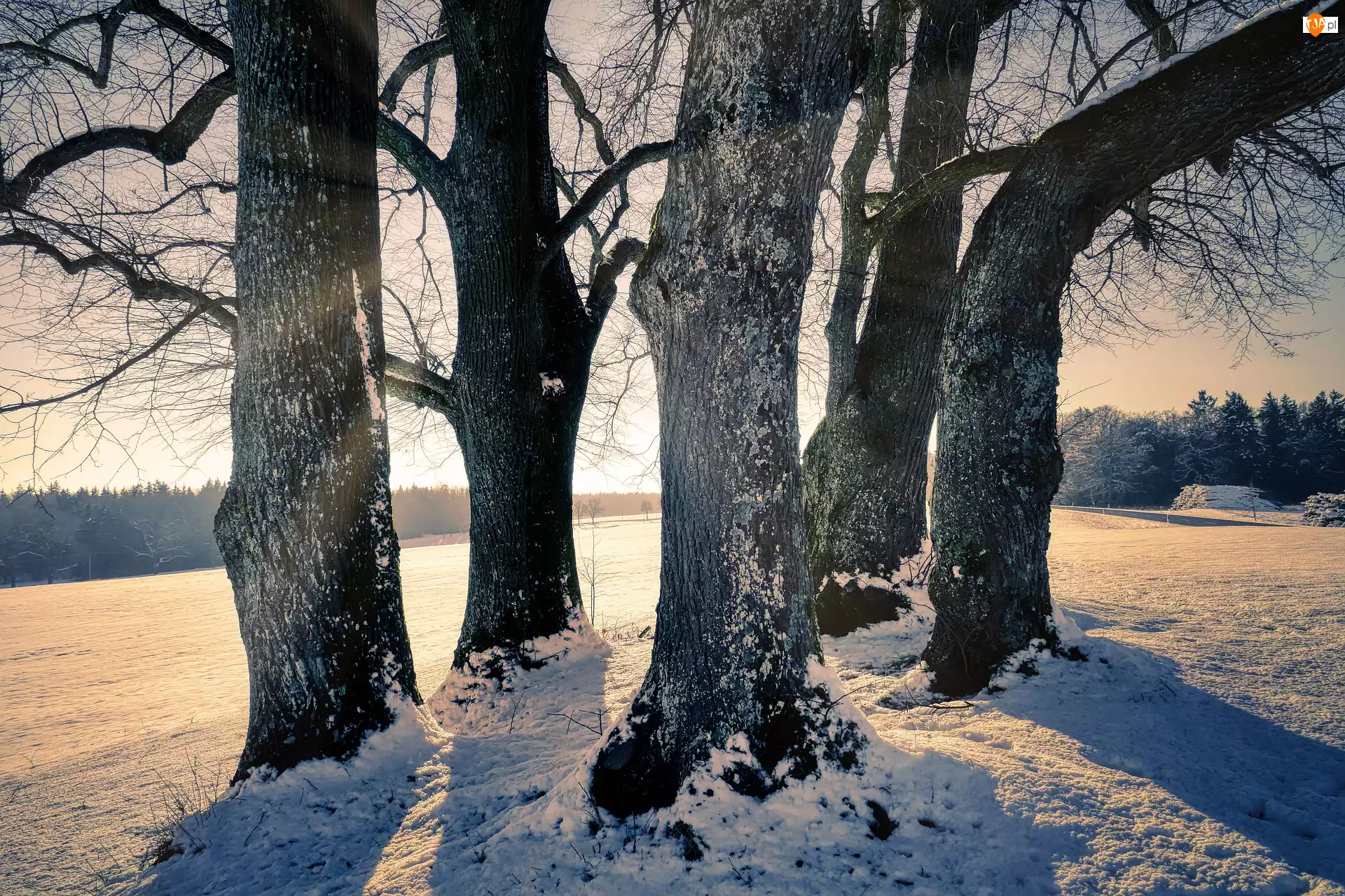 Śnieg, Zachód słońca, Drzewa, Zima, Pole