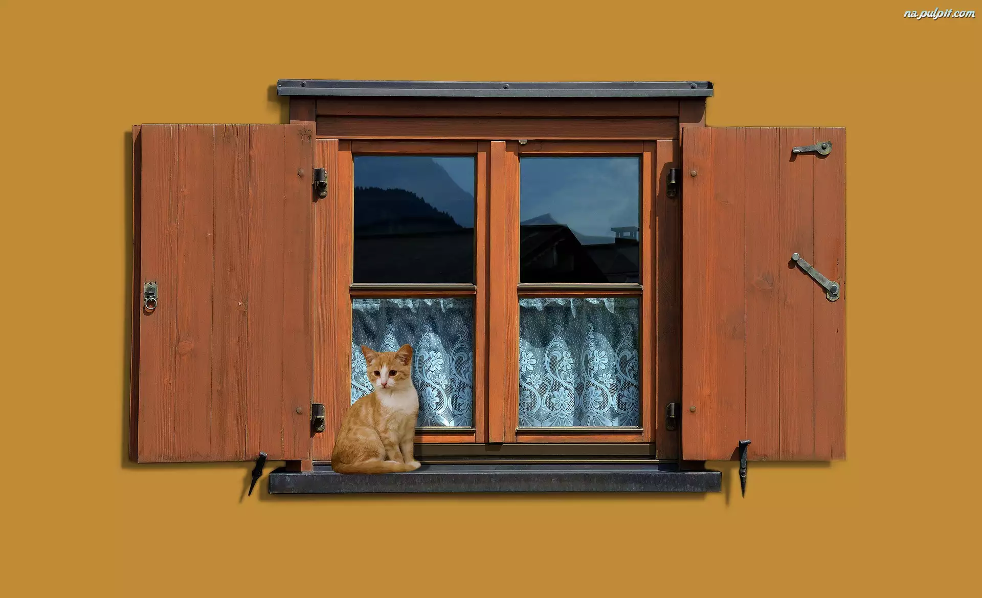 Dom, Siedzący, Kot, Okno