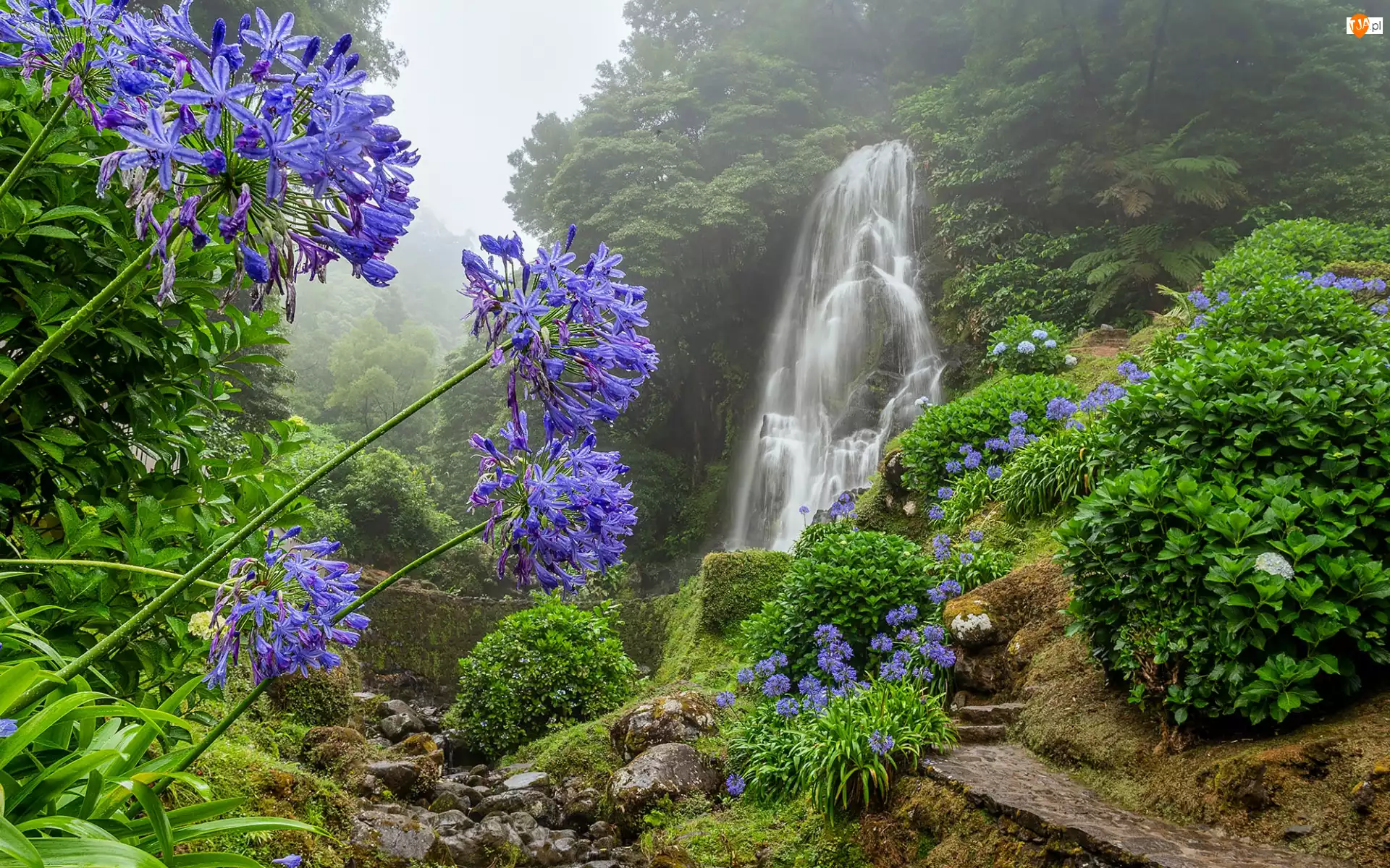 Mirador de Ribeira dos Caldeiroes, Niebieskie kwiaty, Portugalia, Wodospad, Achada, Mgła, Dżungla