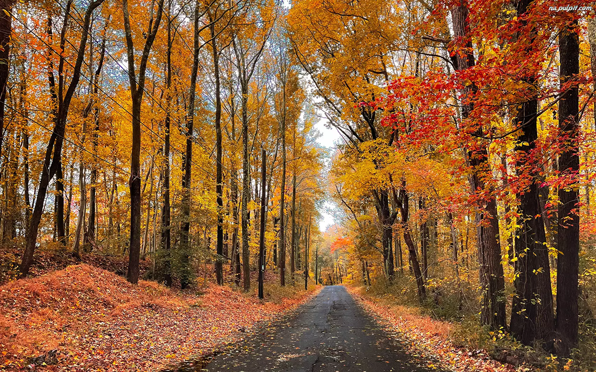 Droga, Jesień, Drzewa, Liście, Las, Kolorowe