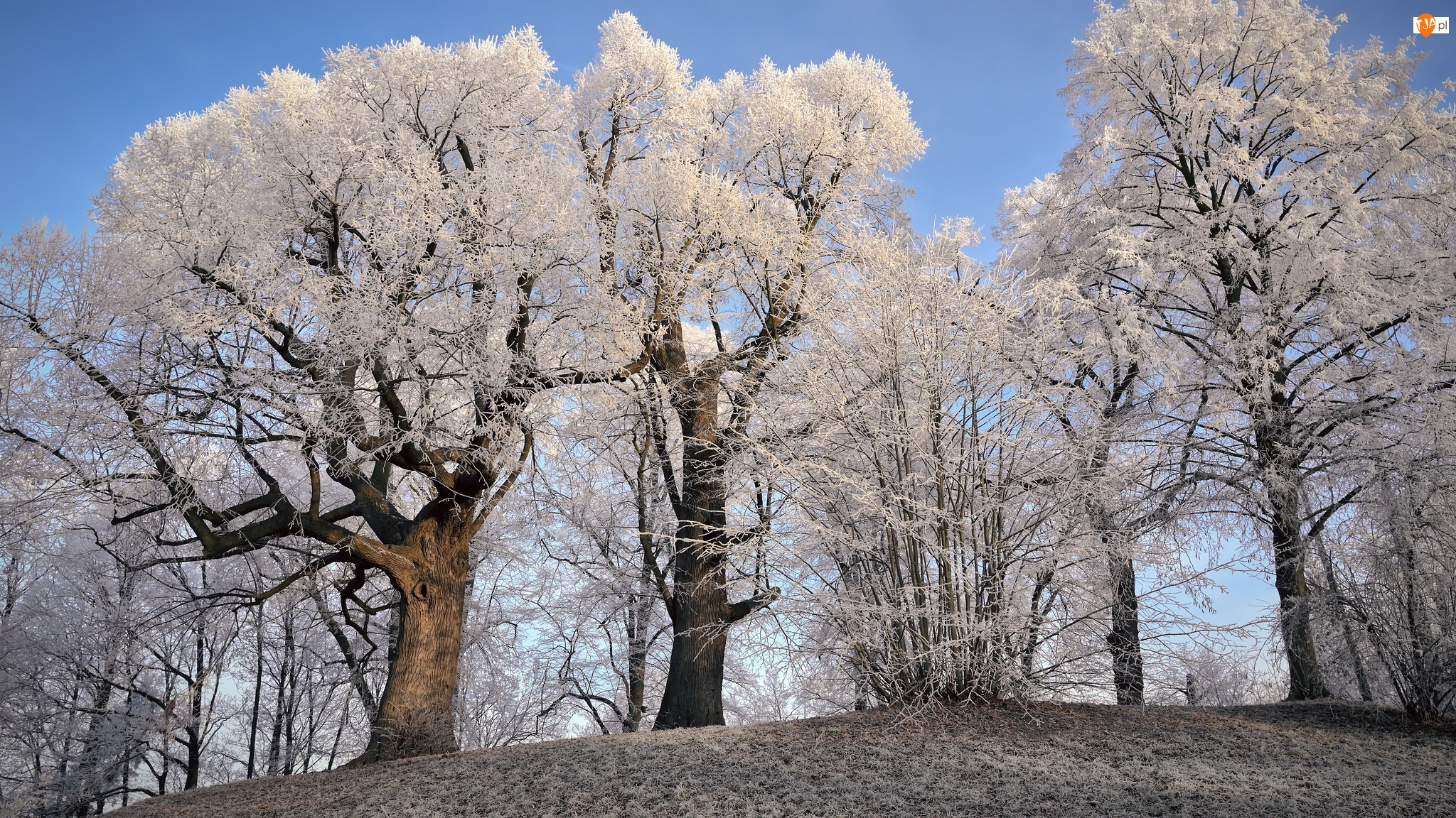 Oszronione, Zima, Śnieg, Drzewa
