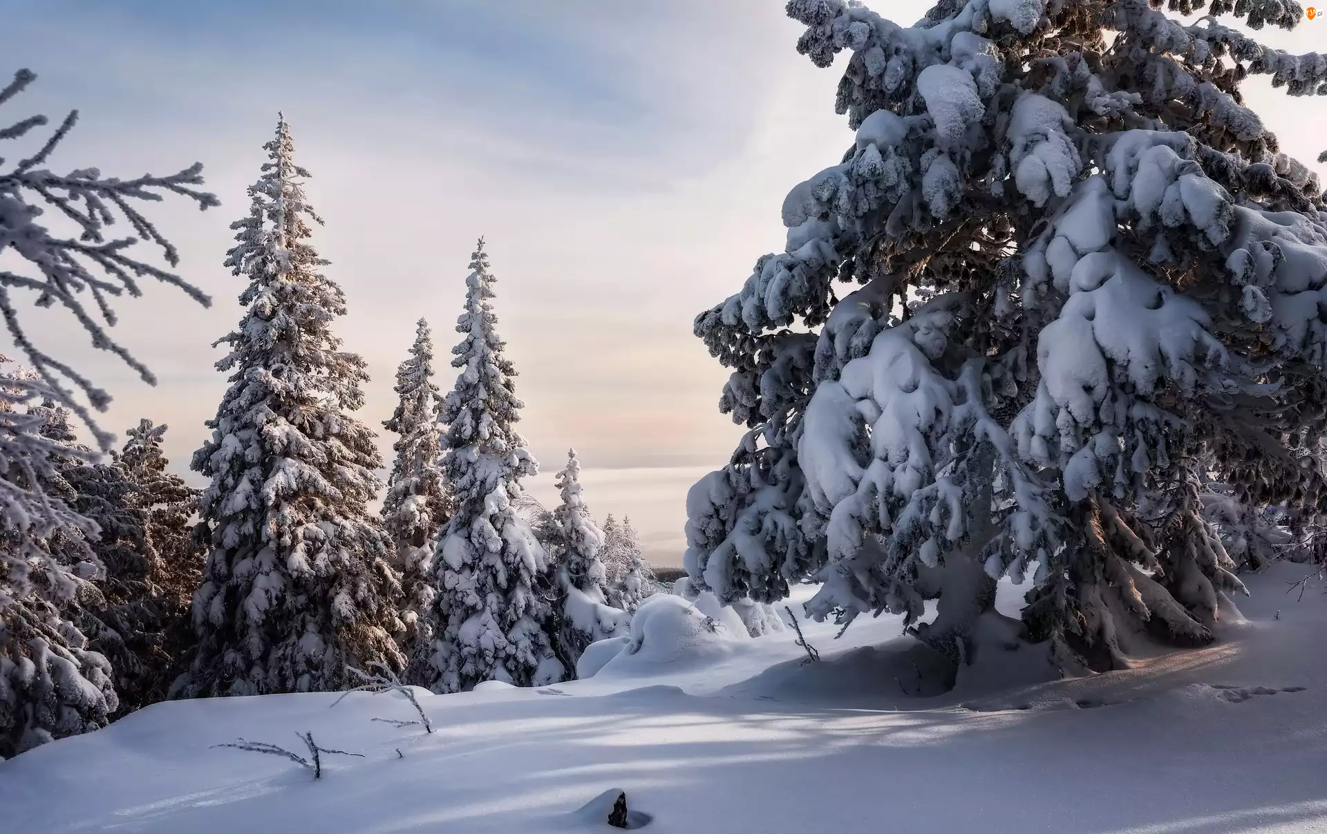 Zaśnieżone, Las, Śnieg, Zima, Drzewa