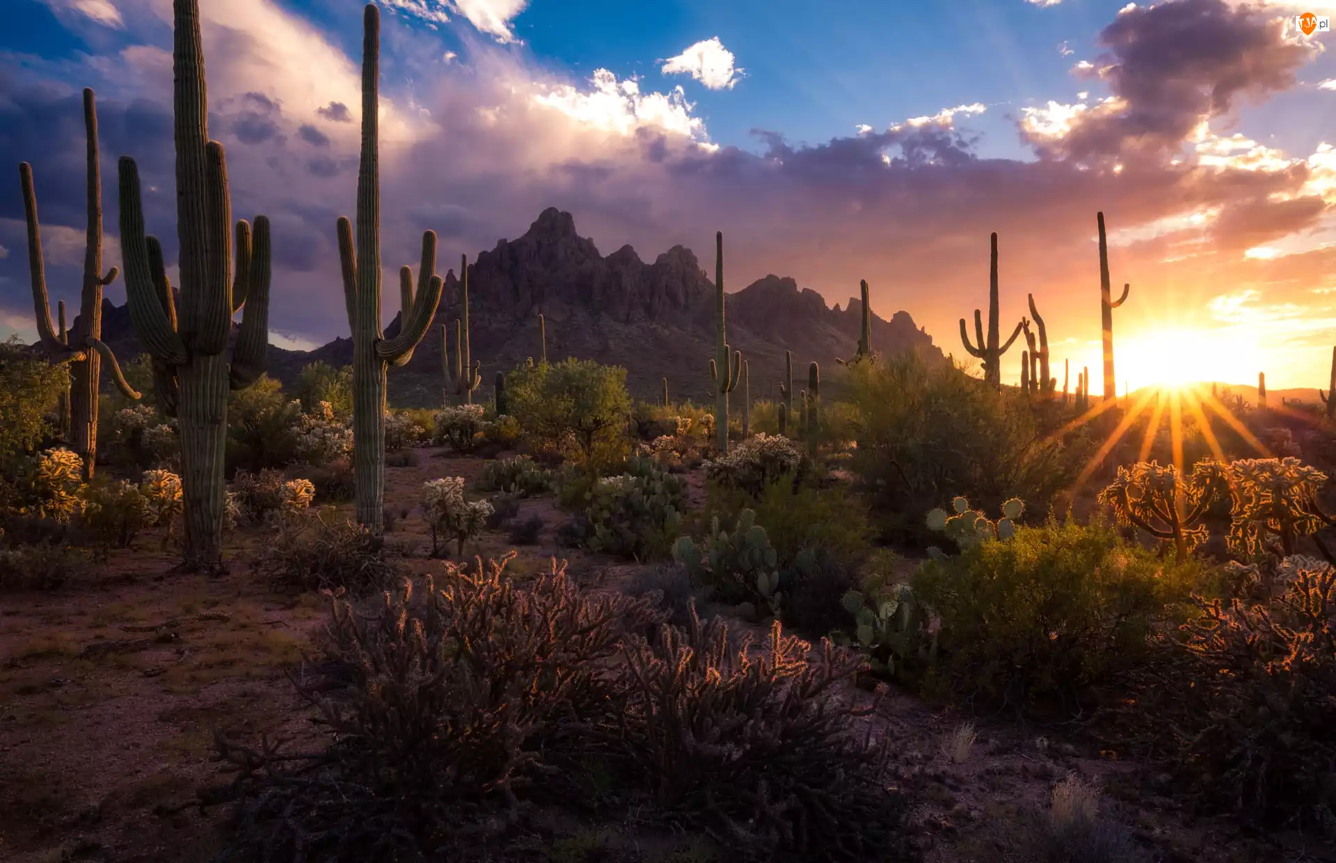 Kaktusy, Park Narodowy Saguaro, Stany Zjednoczone, Góry, Arizona, Zachód słońca, Karnegie olbrzymie