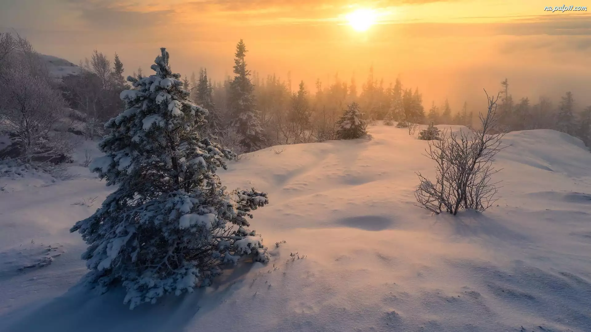 Trondheim, Zima, Zachód słońca, Norwegia, Krzewy, Drzewa, Śnieg