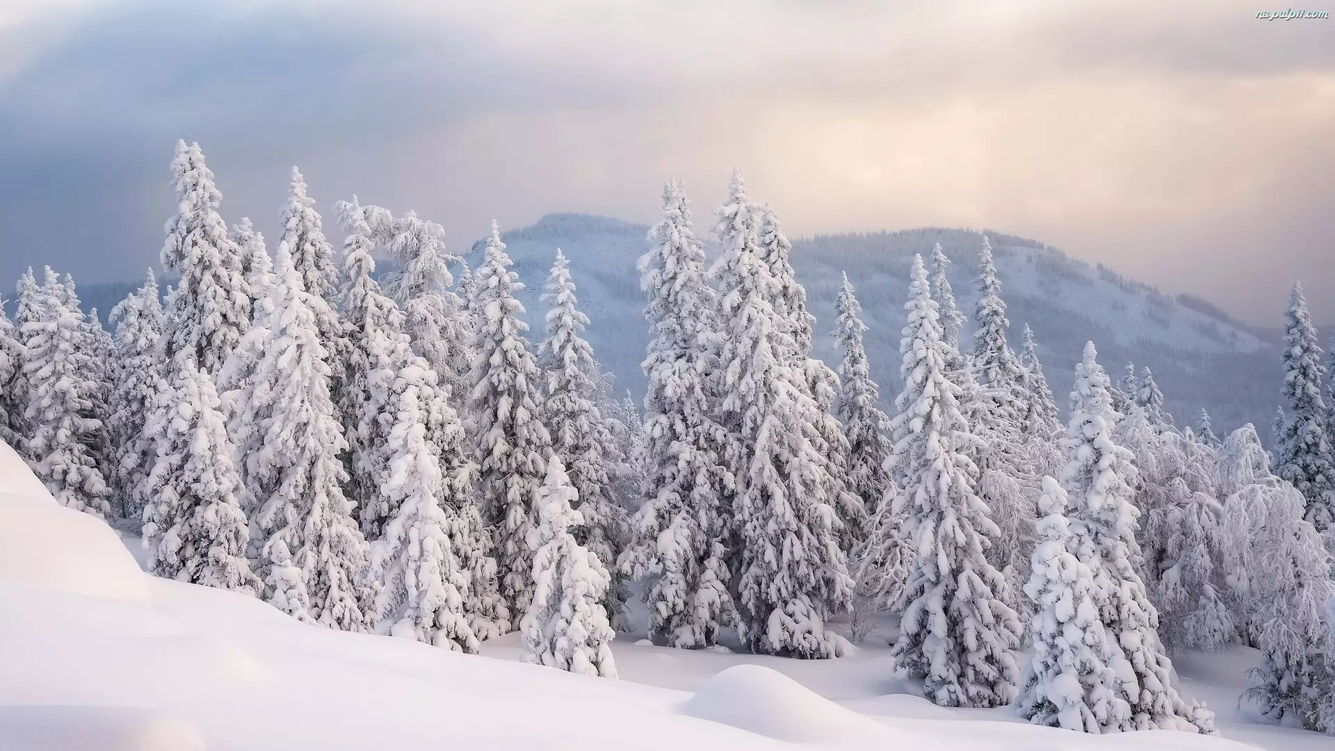 Drzewa, Góry, Ośnieżone, Zima, Śnieg