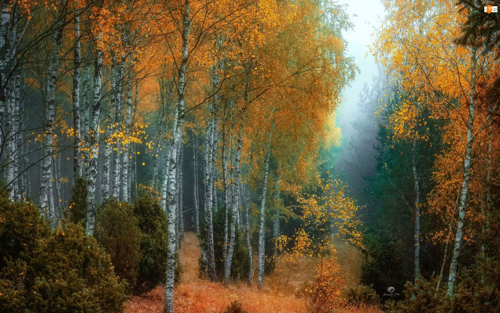 Las, Jesień, Mgła, Trawa, Drzewa, Brzozy