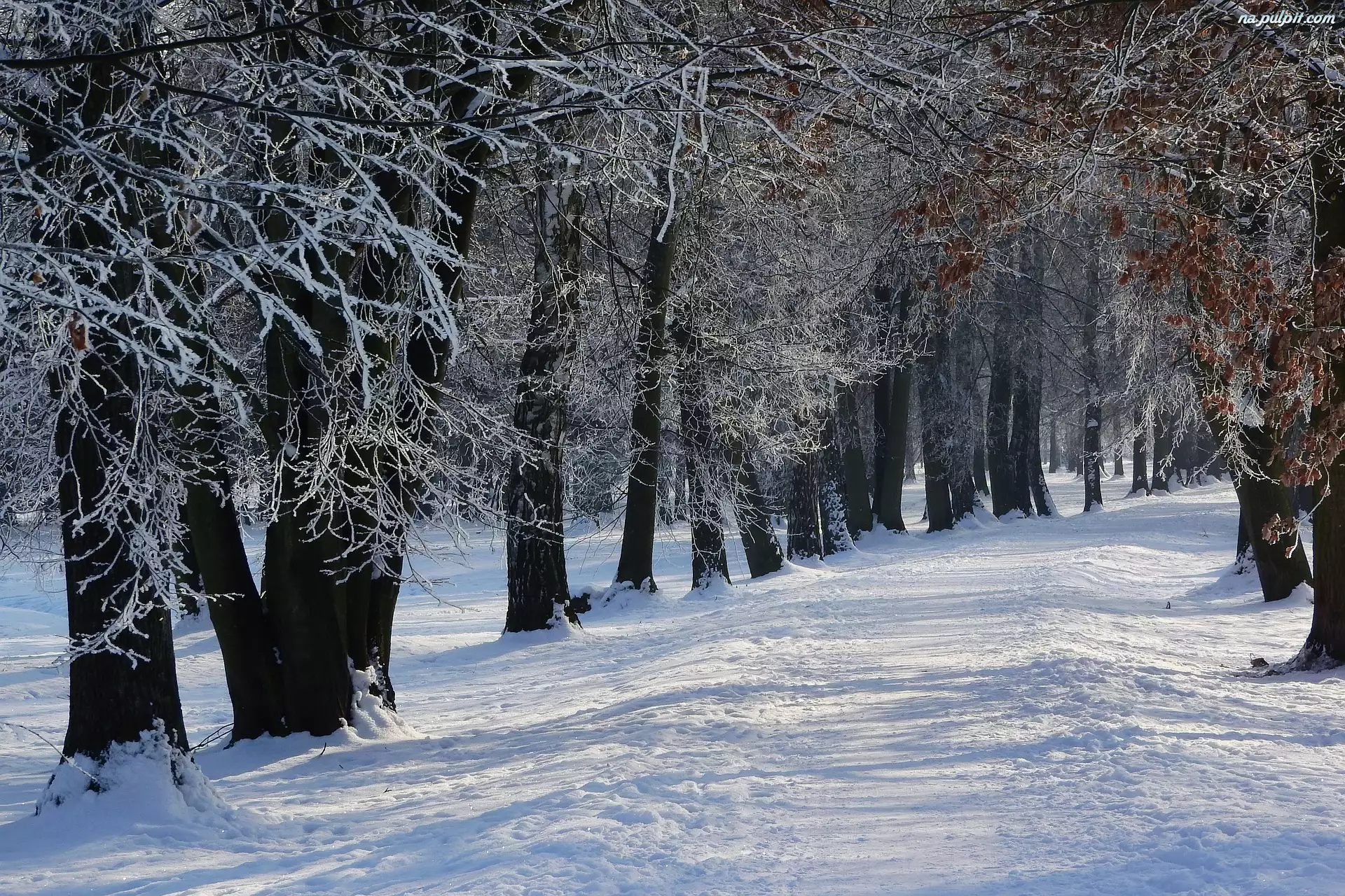 Śnieg, Droga, Las, Zima, Drzewa