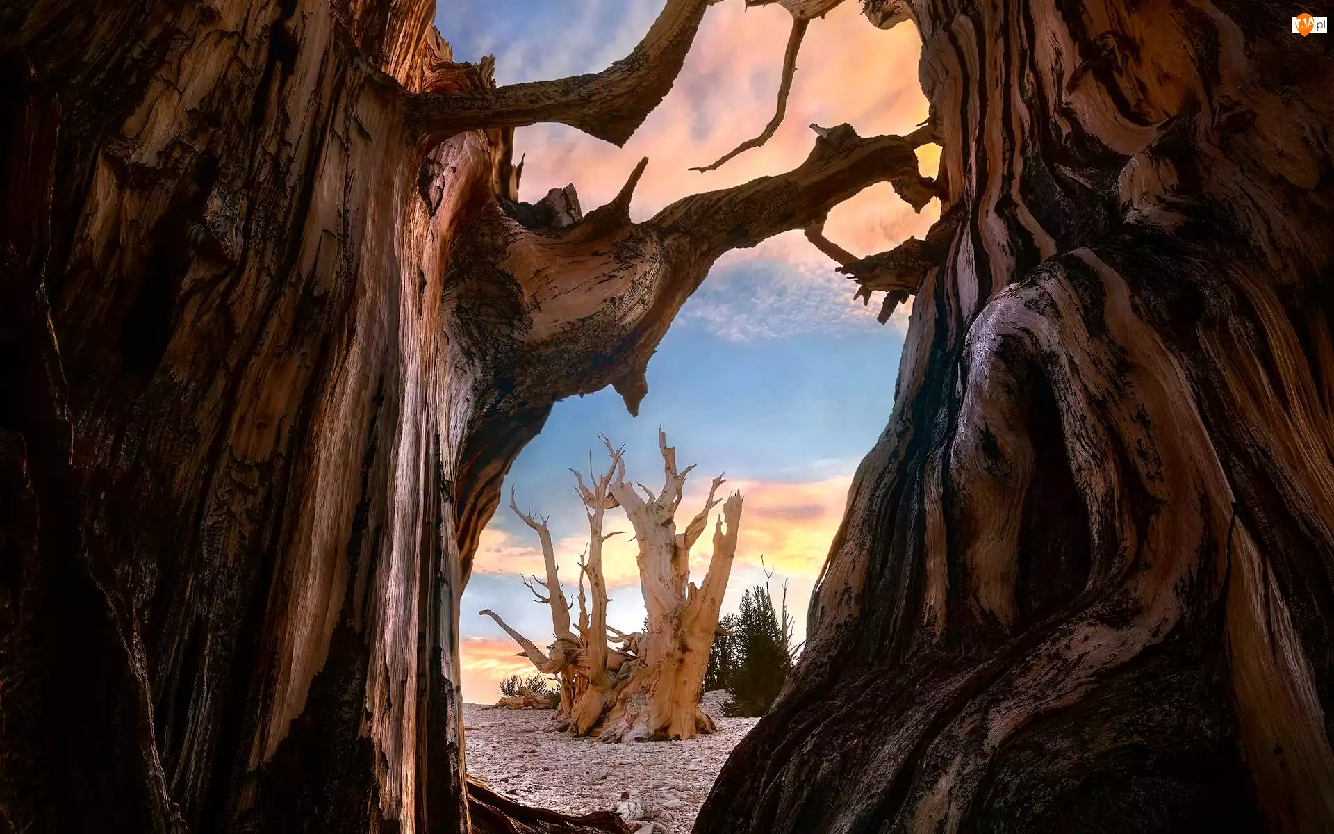 Sosny długowieczne, Drzewa, Starożytny las sosnowy Bristlecone, Stany Zjednoczone, Bristlecone, Kalifornia
