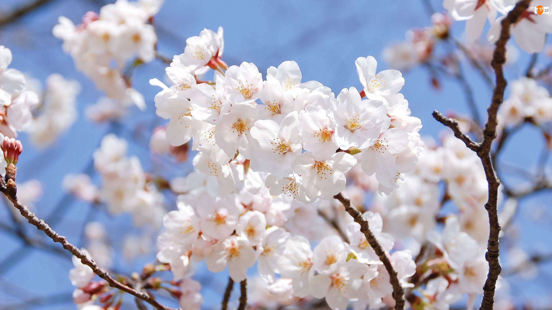 Kwiaty, Drzewo owocowe, Wiśnia japońska, Białe