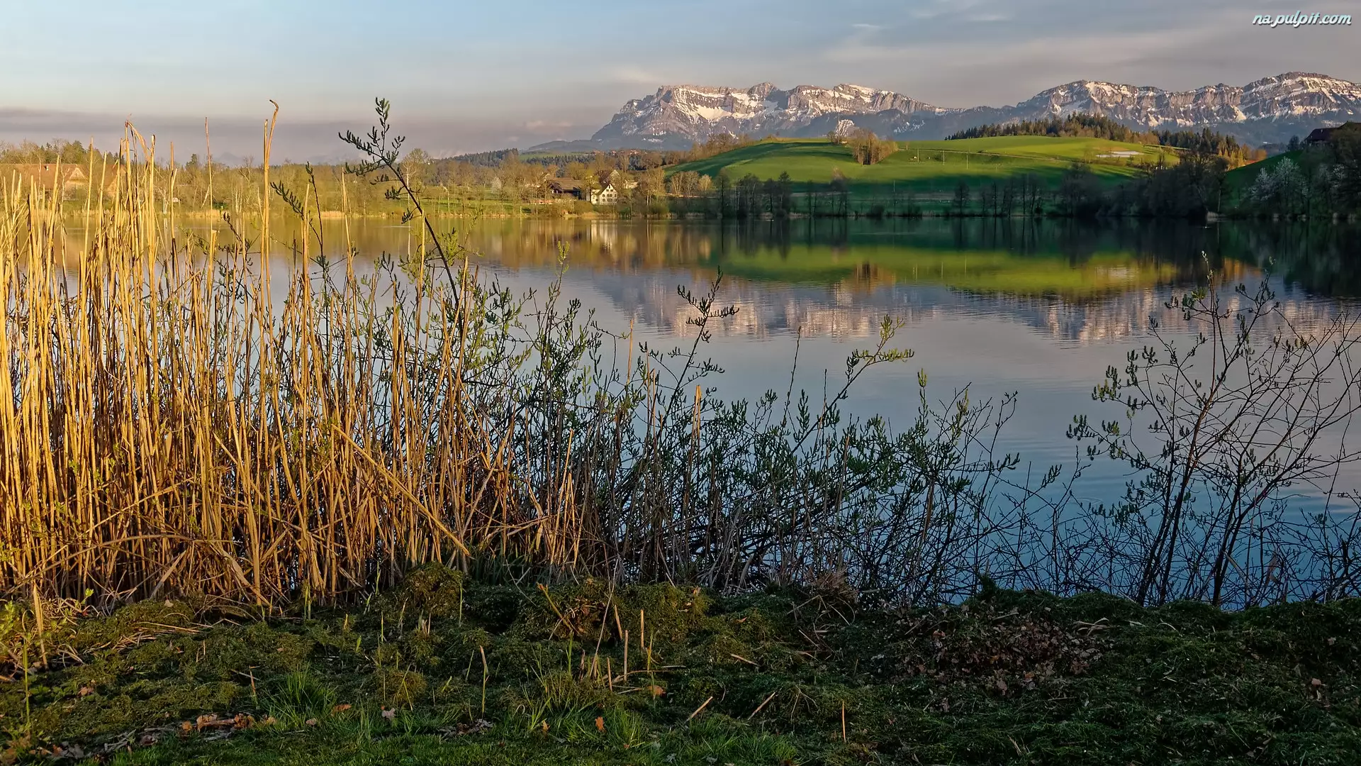 Jezioro Soppensee, Góry Pilatus, Trzciny, Szwajcaria, Krzewy, Kanton Lucerna