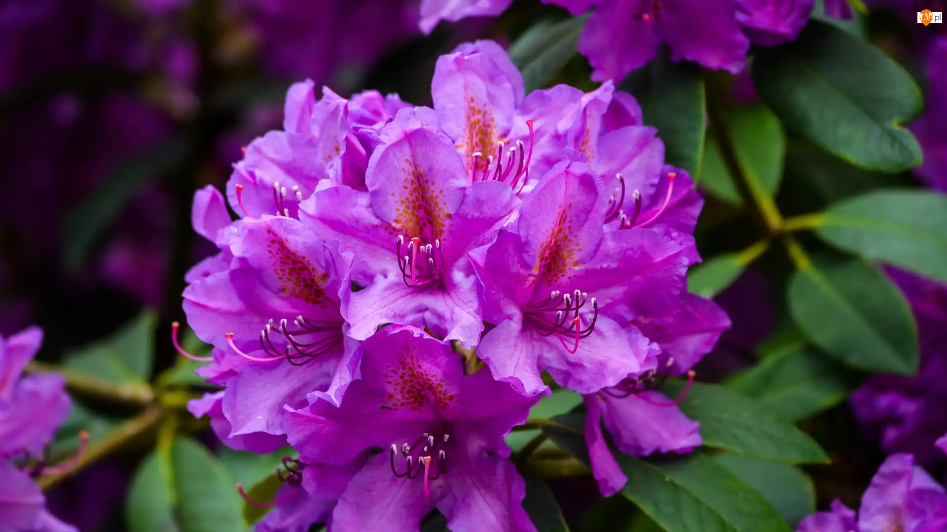Rododendron, Fioletowe, Kwiaty