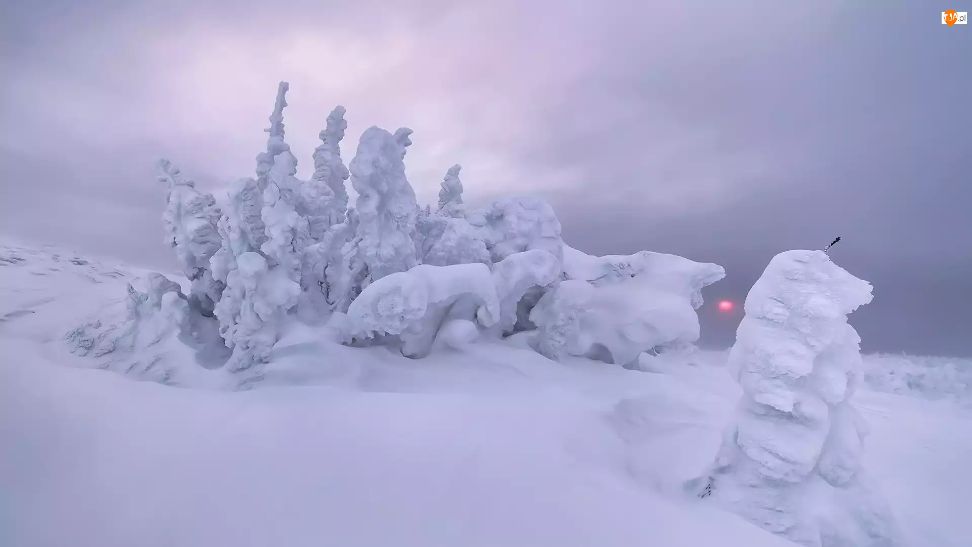 Drzewa, Mgła, Śnieg, Zima, Poranek