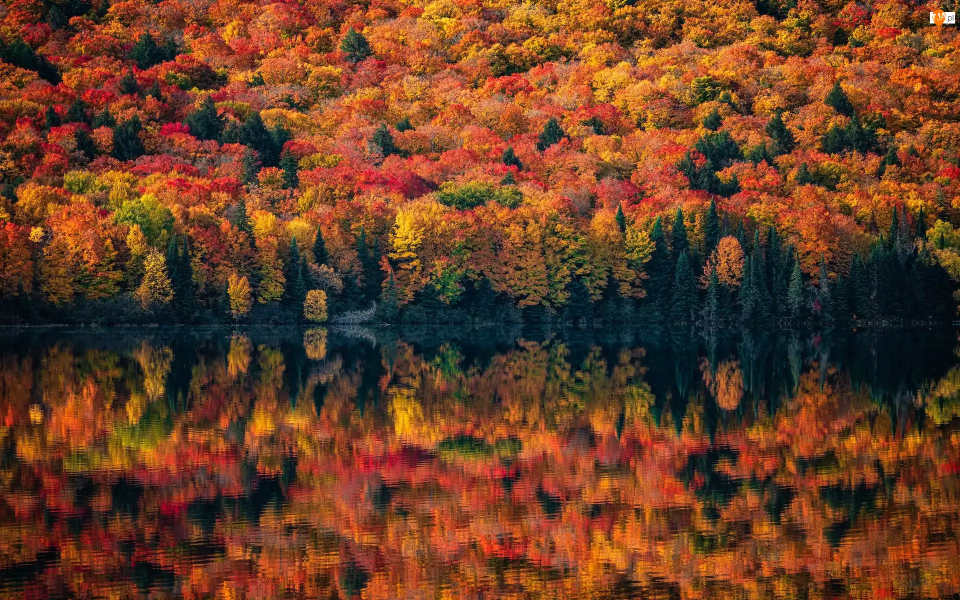 Kolorowe, Kanada, Jesień, Jezioro, Prowincja Ontario, Drzewa, Odbicie, Algonquin Provincial Park