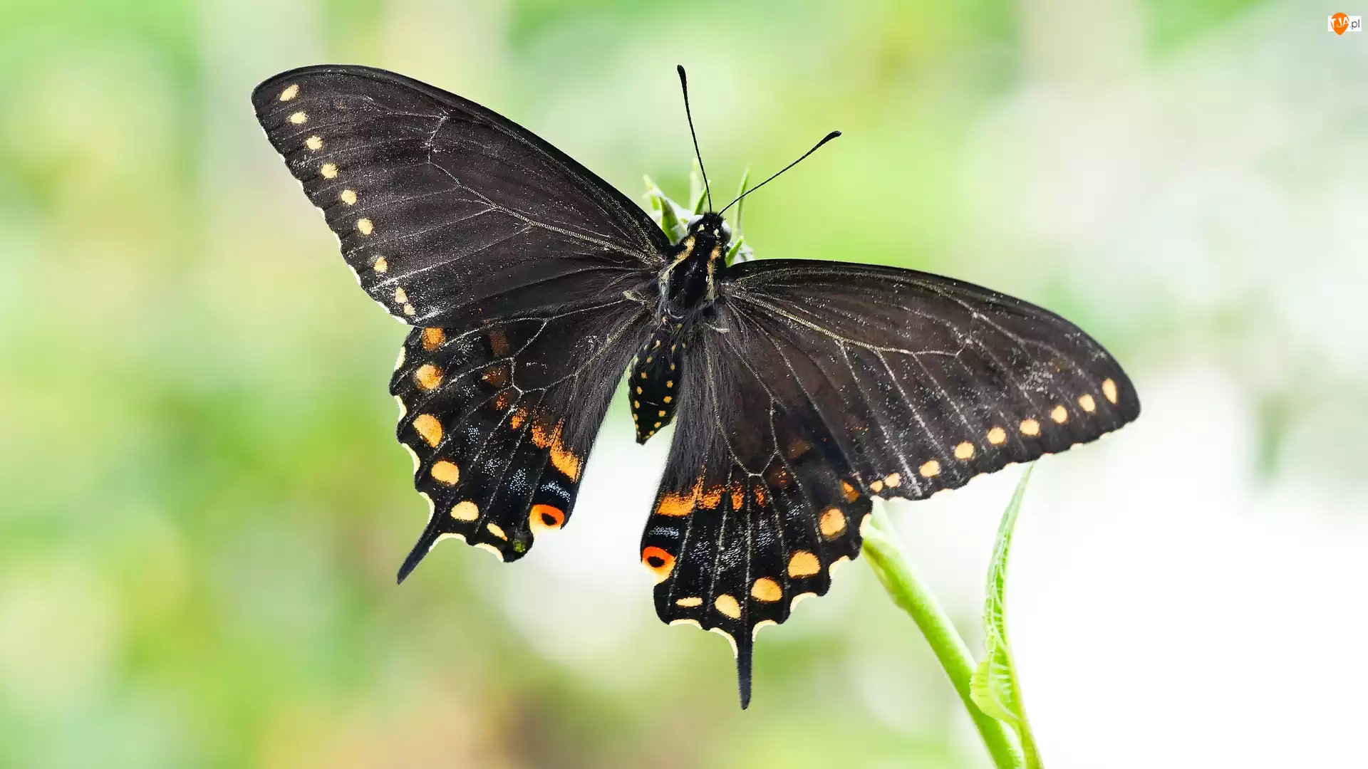 Papilio polyxenes, Motyl, Czarny