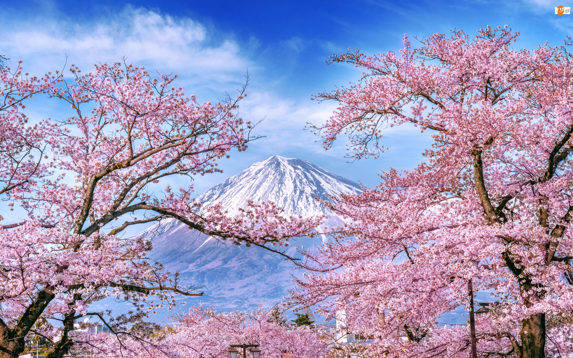 Drzewa, Kwiaty, Japonia, Wiosna, Góra Fudżi, Wiśnia, Różowe