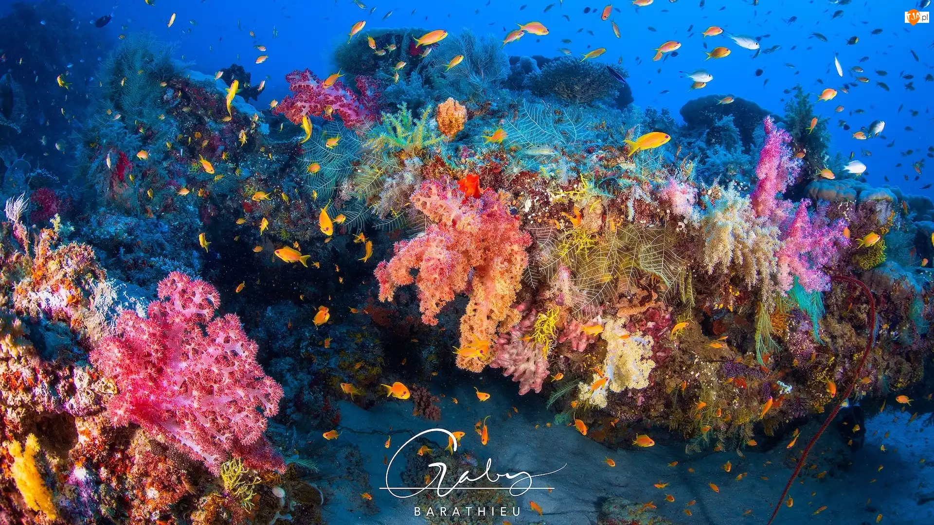 Rafa koralowa, Ryby, Wyspa Mayotte, Ocean Indyjski, Korale