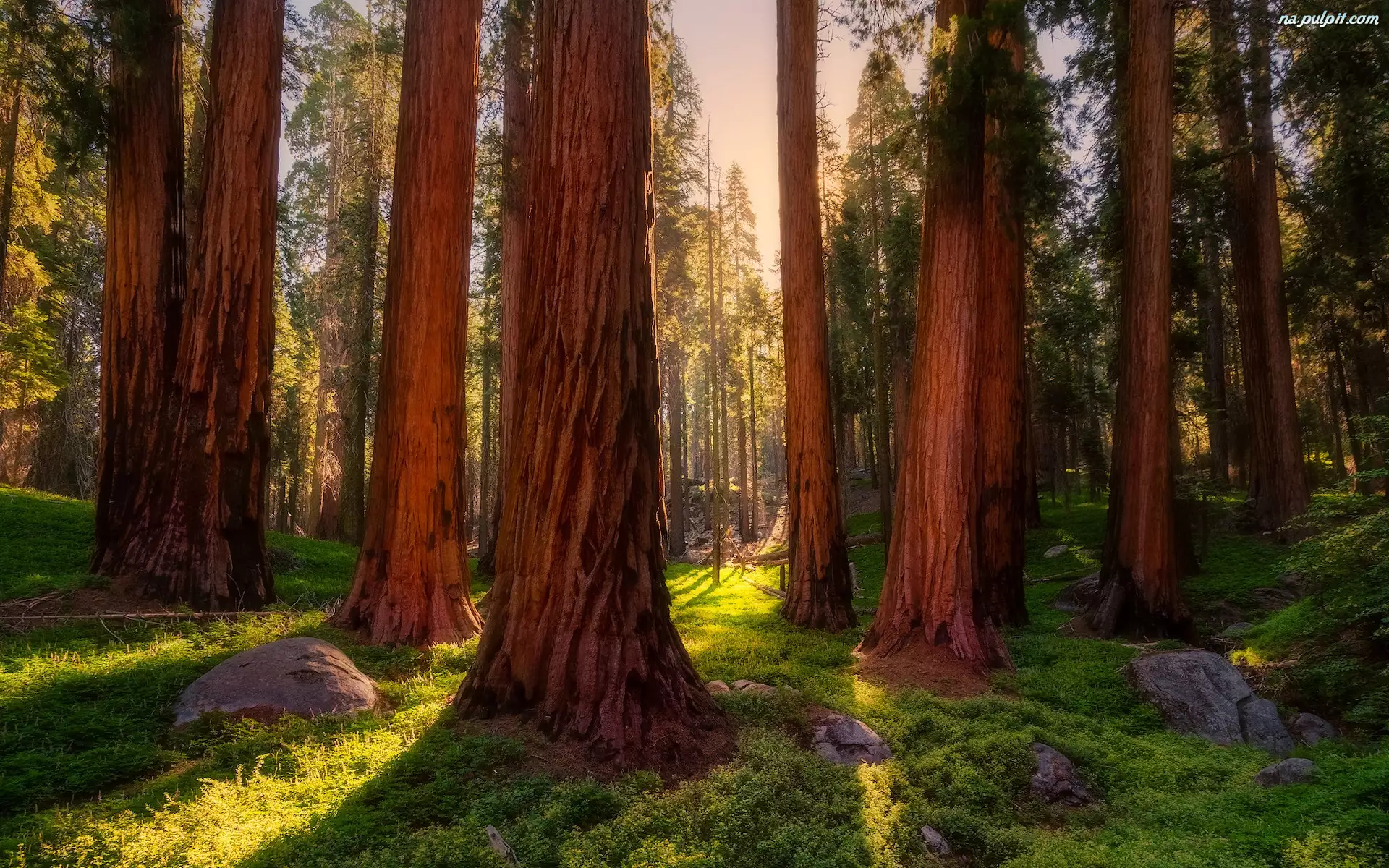 Drzewa, Las, Park Narodowy Sekwoi, Stany Zjednoczone, Sekwoje, Kalifornia