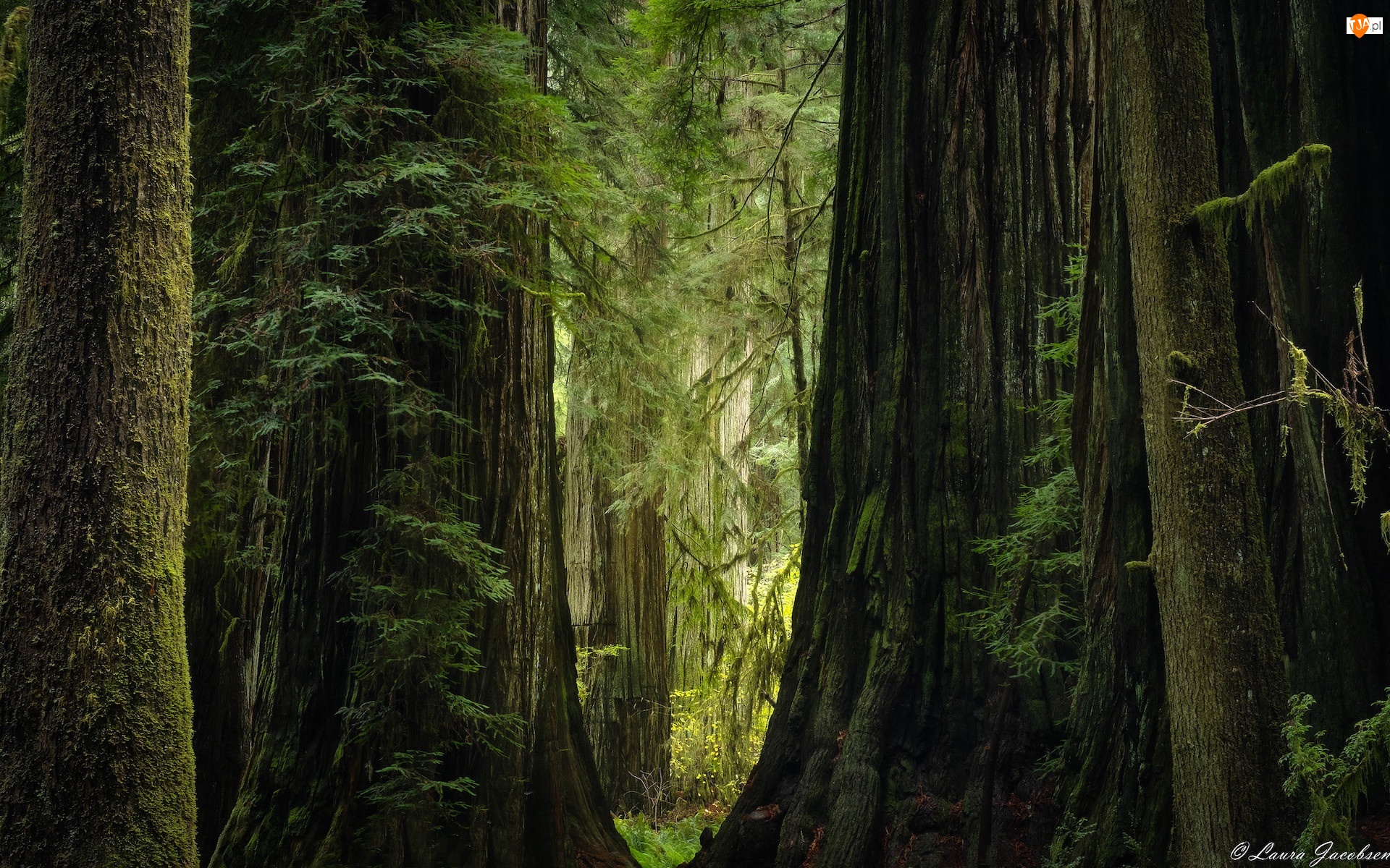 Park stanowy Jedediah Smith Redwoods, Sekwoje, Kalifornia, Stany Zjednoczone, Drzewa