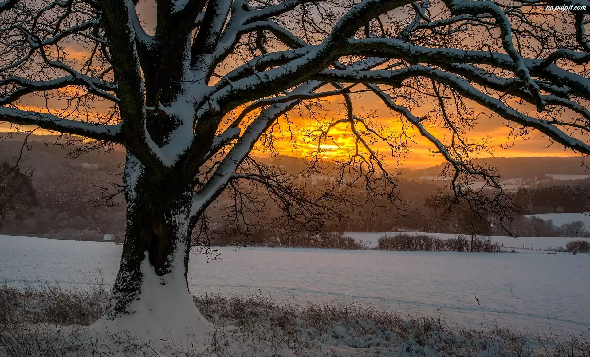Śnieg, Zachód słońca, Zima, Drzewo