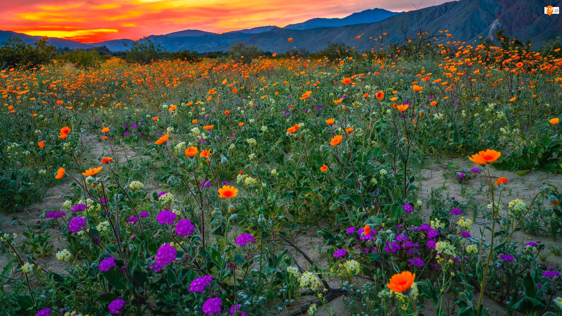 Anza Borrego Desert, Łąka, Stany Zjednoczone, Park stanowy, Kalifornia, Wzgórza, Kwiaty