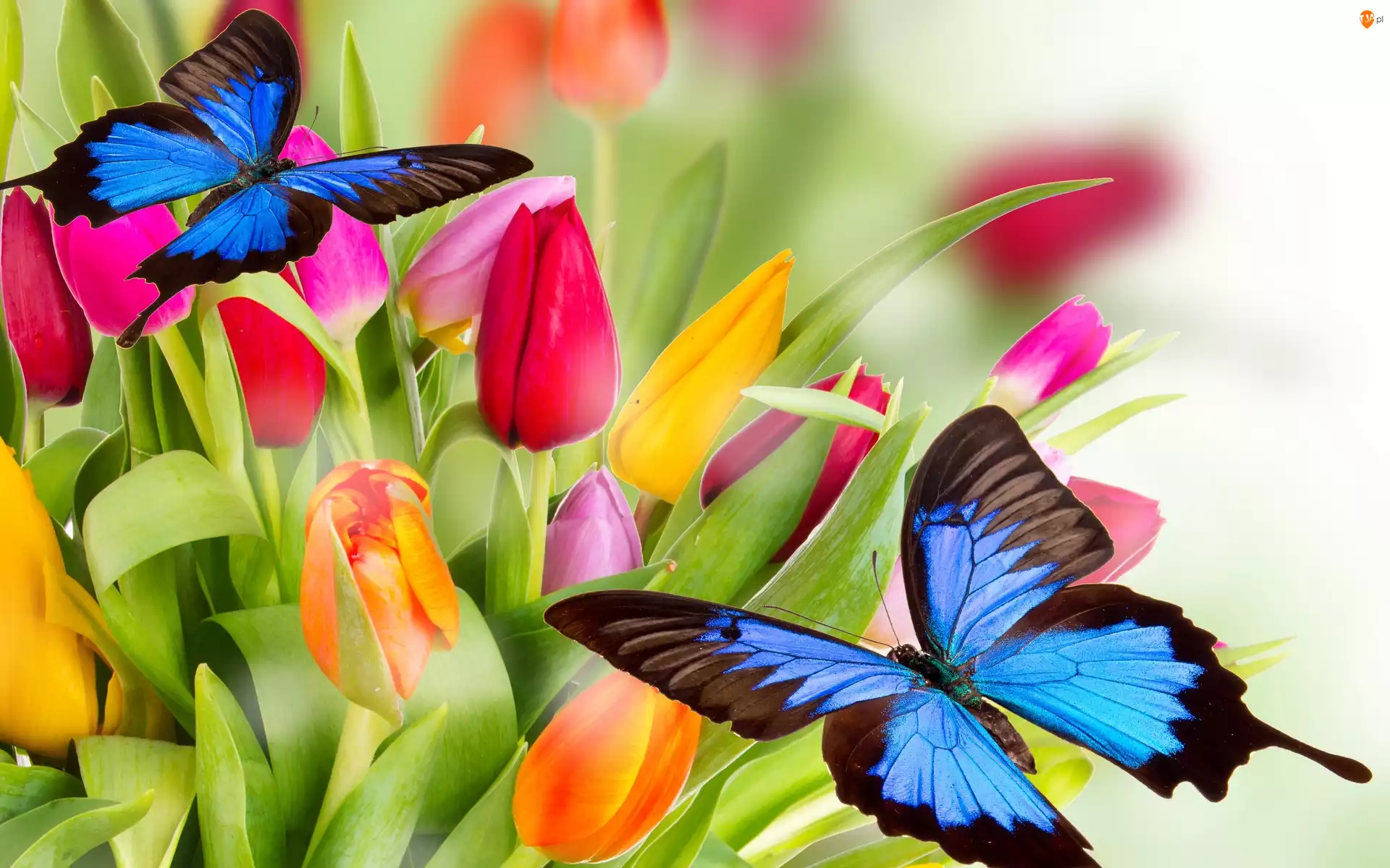 Tulipany, 2D, Kolorowe, Kwiaty, Motyle