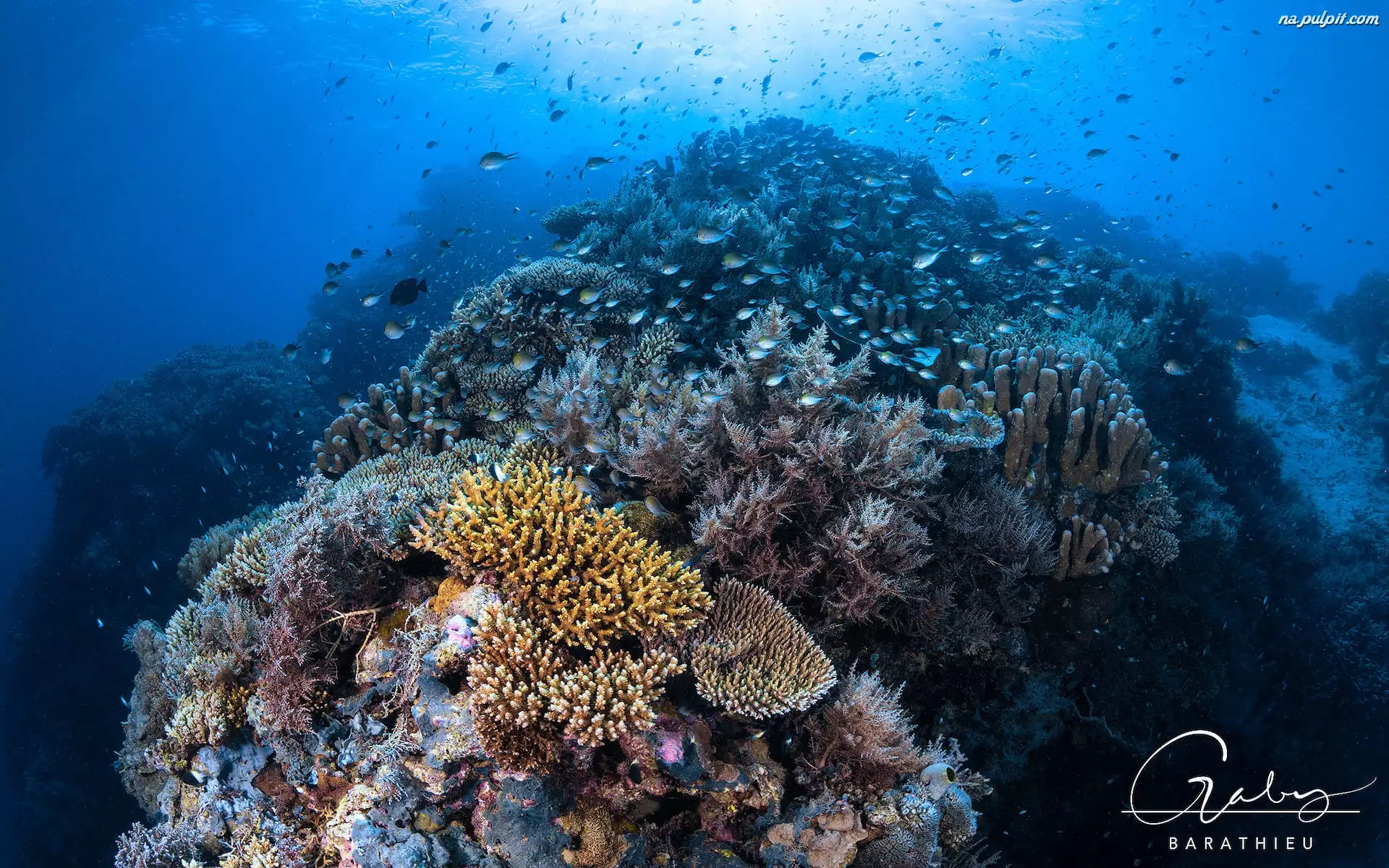 Rafa koralowa, Morze, Koralowce, Ryby