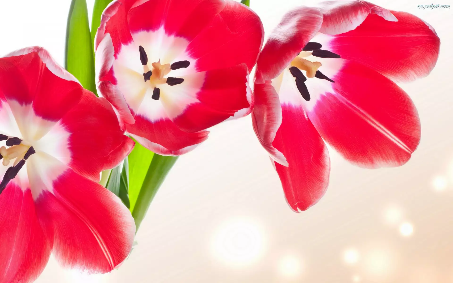 Rozwinięte, Kwiaty, Czerwone, Tulipany