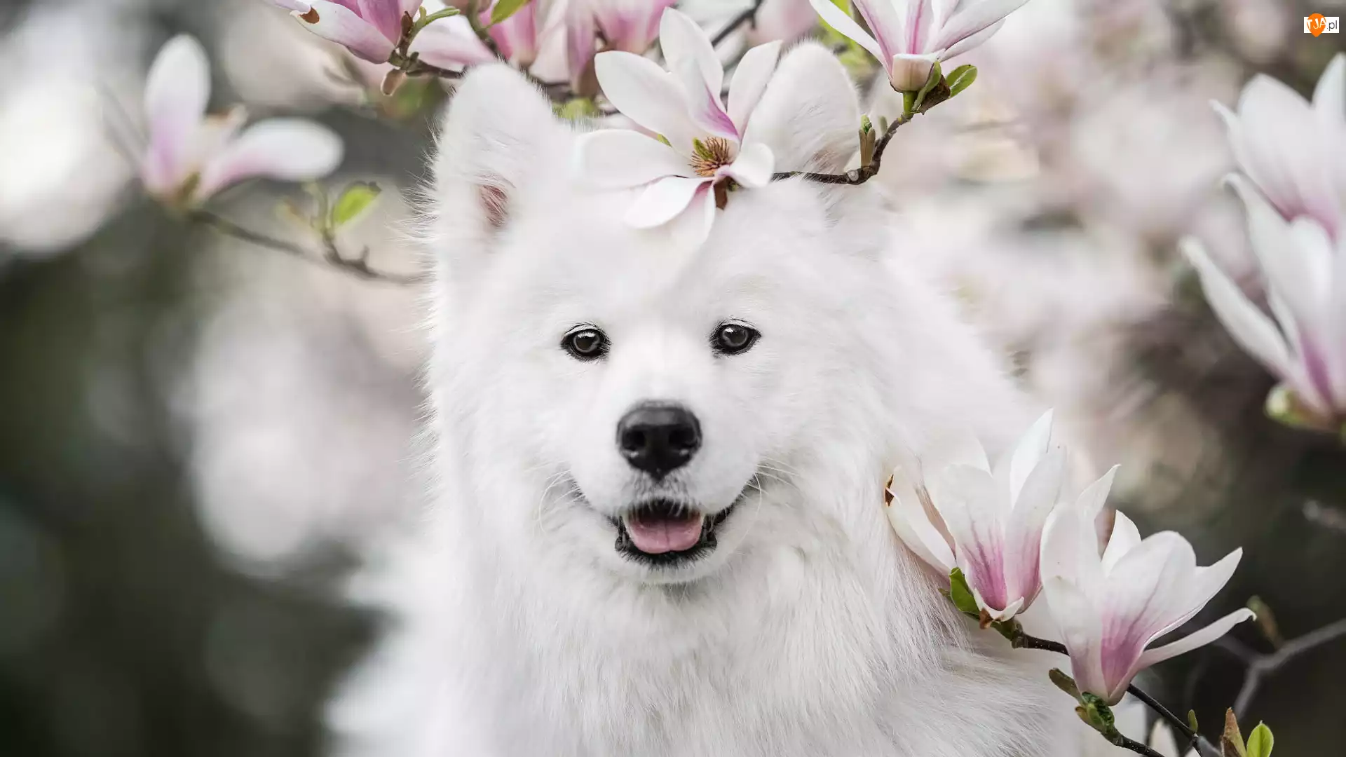 Pies, Biały, Samojed, Magnolia, Uśmiech, Kwiaty