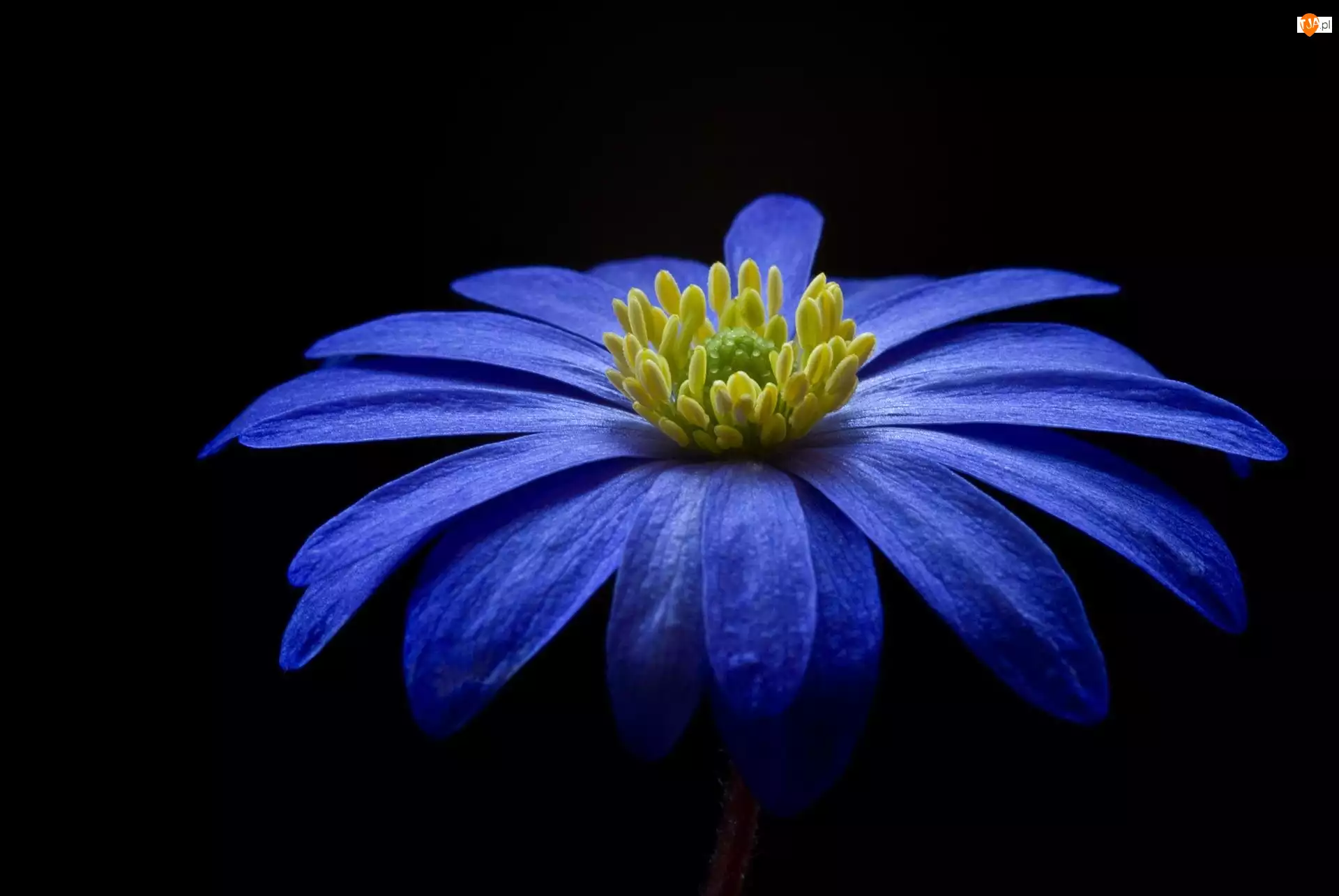 Niebieskie, Kwiat, Zawilec bałkański, Płatki