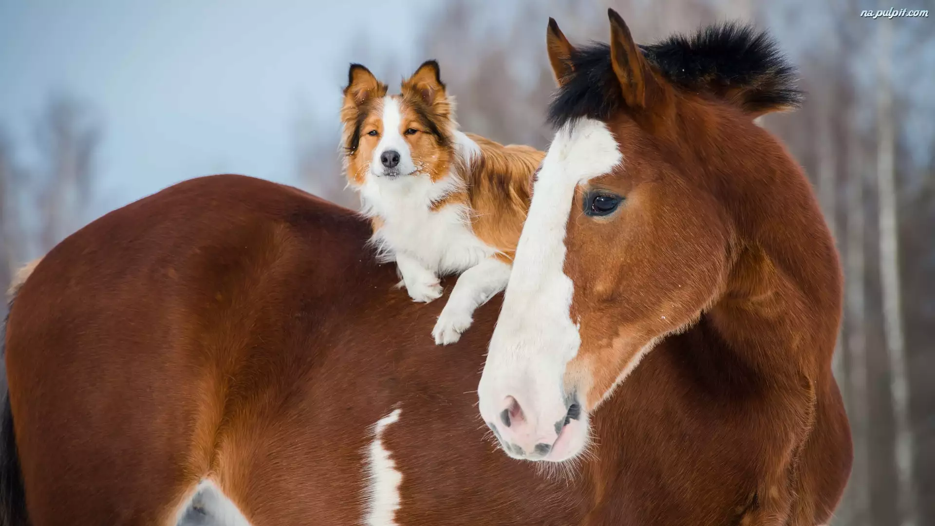 Border collie, Koń, Pies