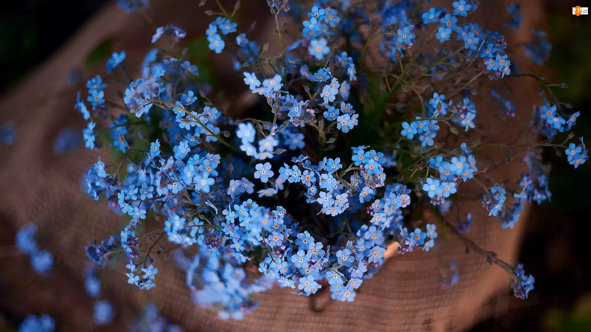 Niezapominajki, Niebieskie, Drobne, Kwiaty