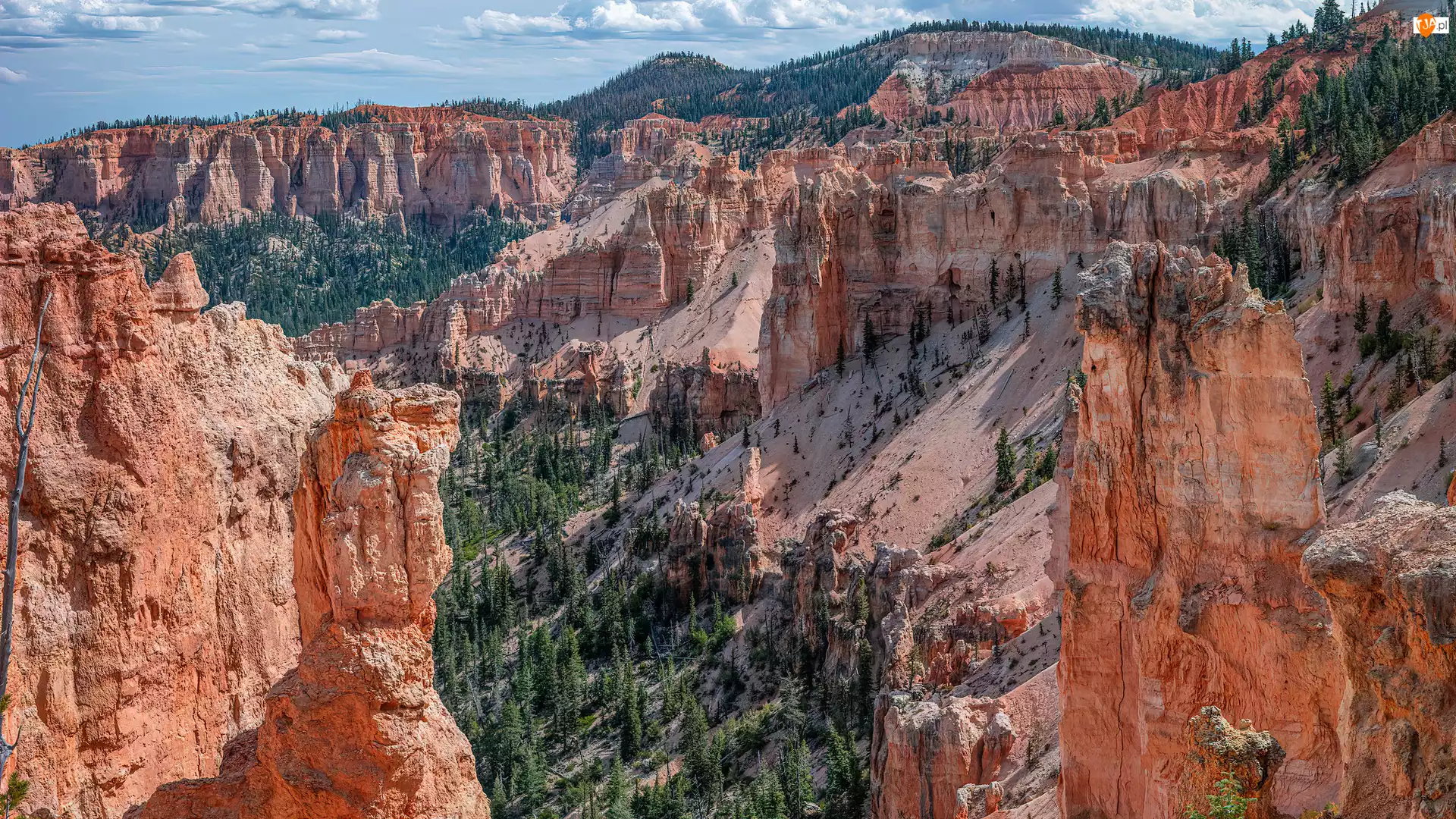 Skały, Kanion, Park Narodowy Bryce Canyon, Stany Zjednoczone, Drzewa, Utah