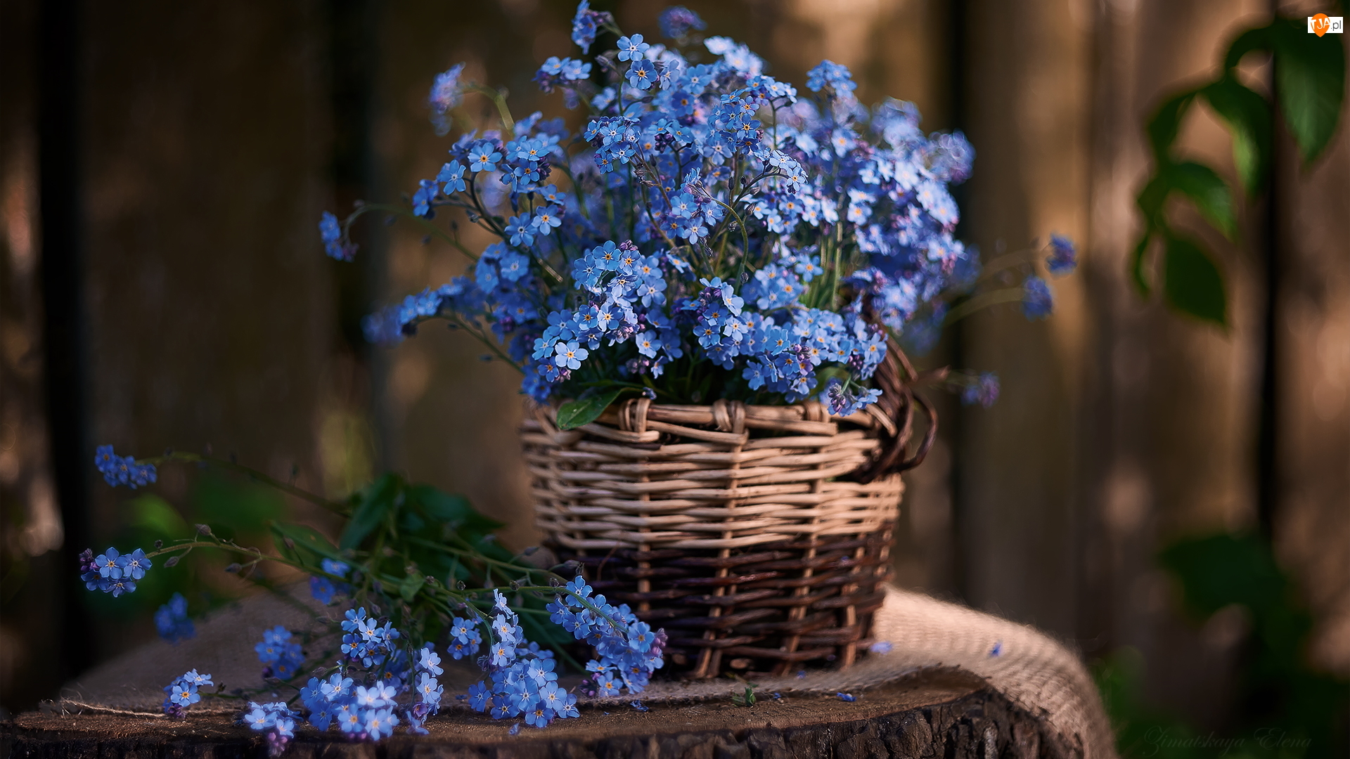 Koszyk, Niezapominajki, Niebieskie, Kwiaty