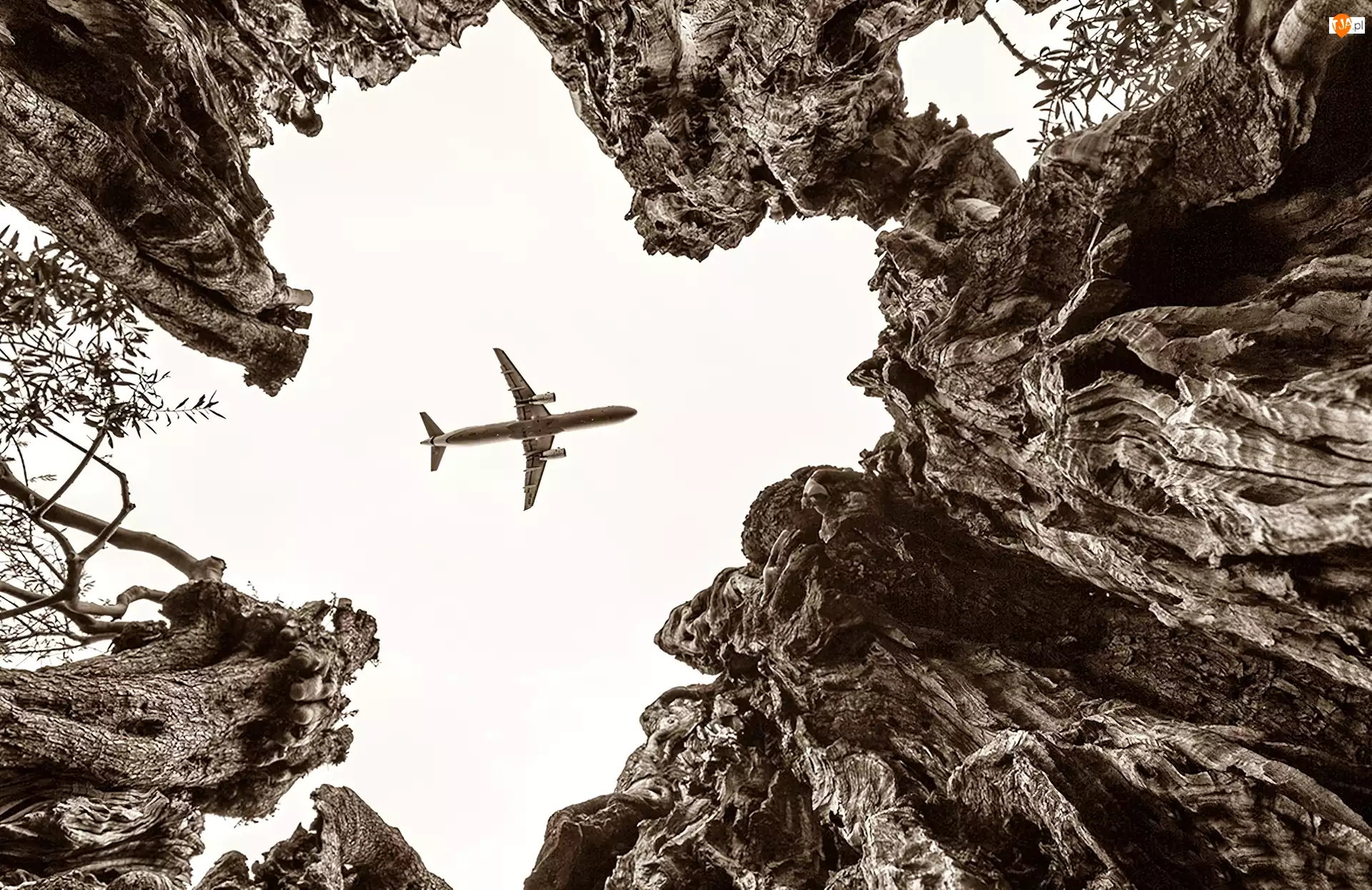 Drzewa, Samolot