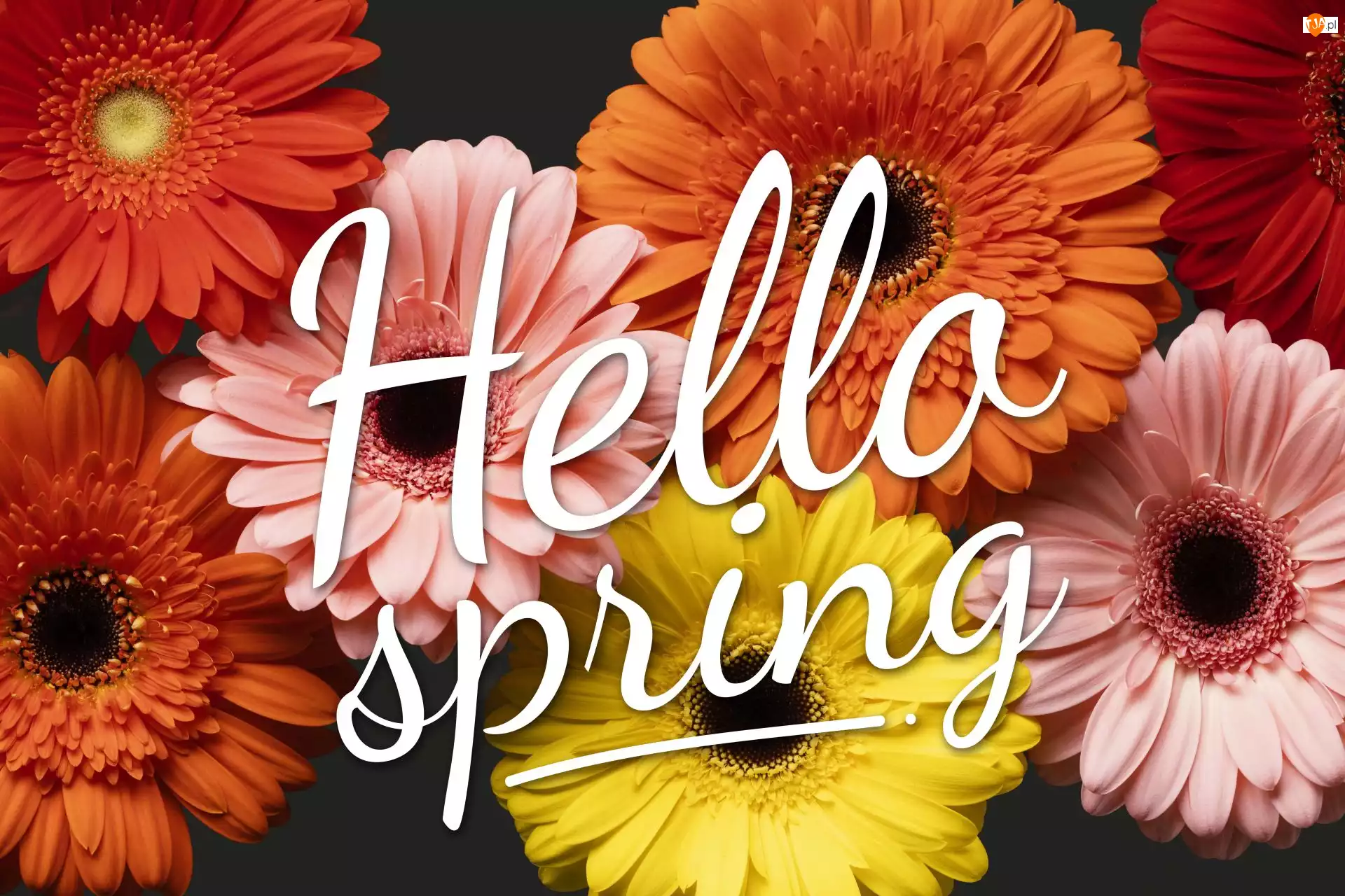 Gerbery, Hallo spring, Kolorowe, Kwiaty, Napis