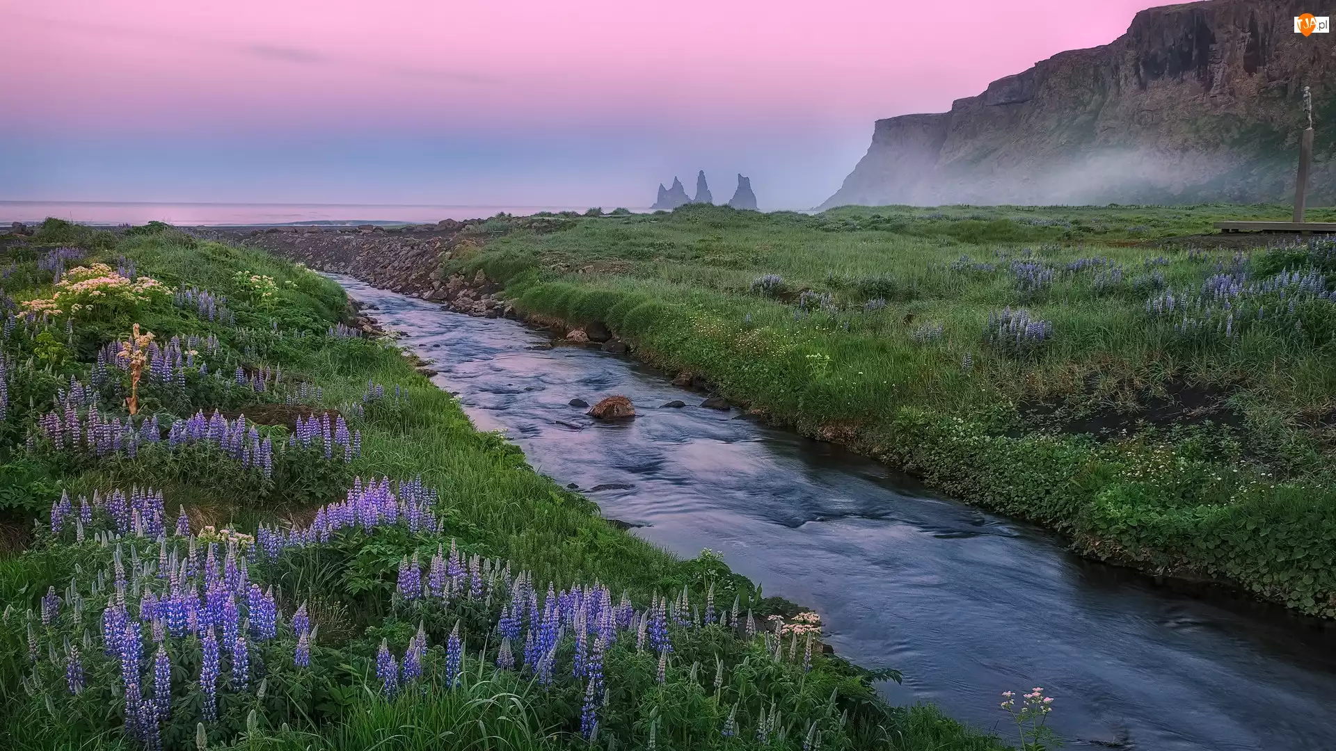 Islandia, Kwiaty, Łubin, Łąka, Góry, Poranek, Rzeka, Morze, Mgła, Vik i Myrdal